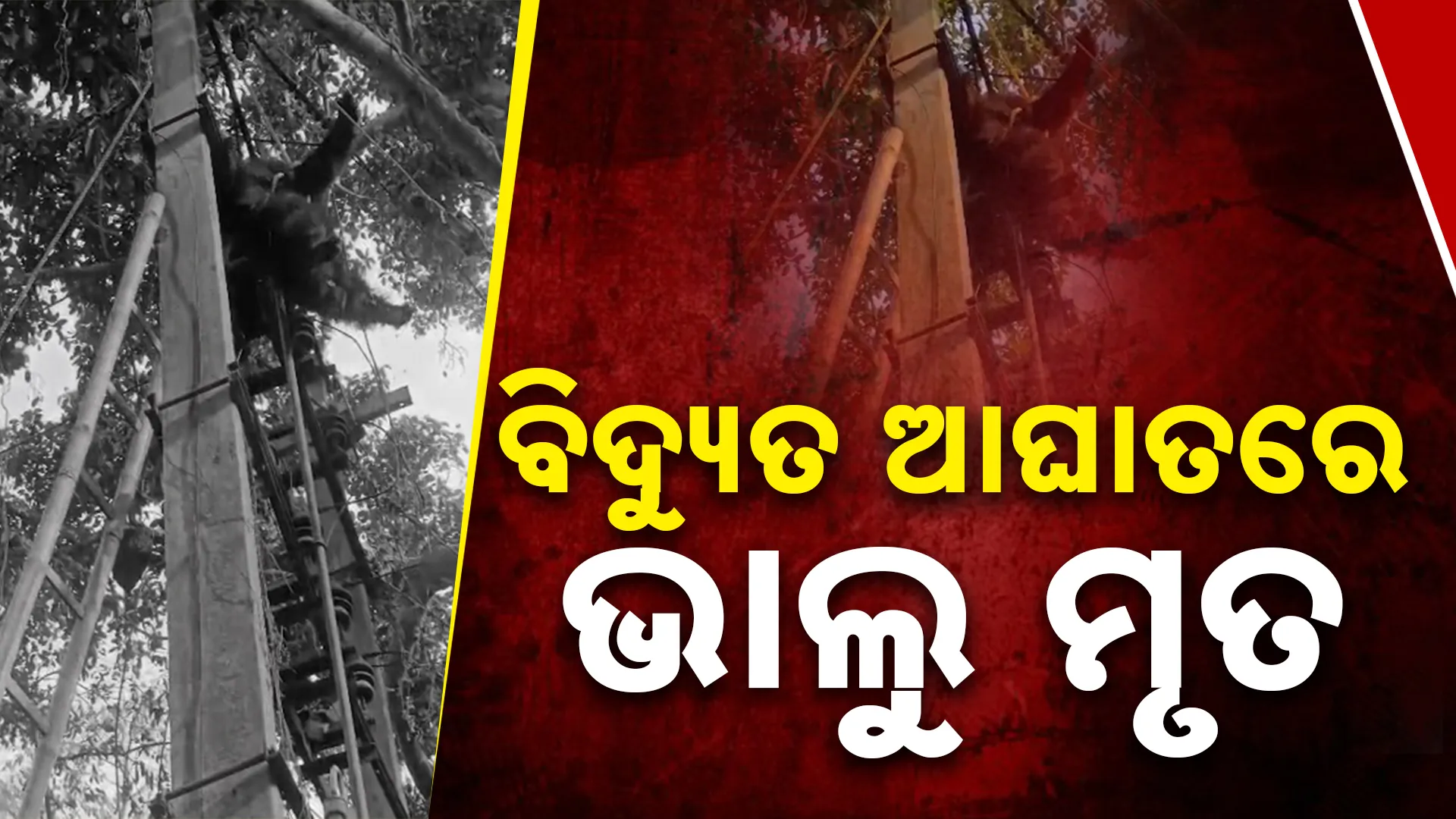ବିଦ୍ୟୁତ ଆଘାତରେ ଭାଲୁ ମୃତ
