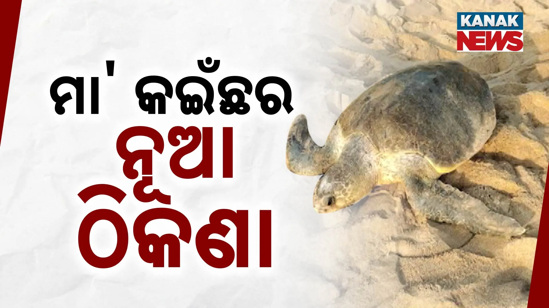 ମା' କଇଁଛର ନୂଆ ଠିକଣା