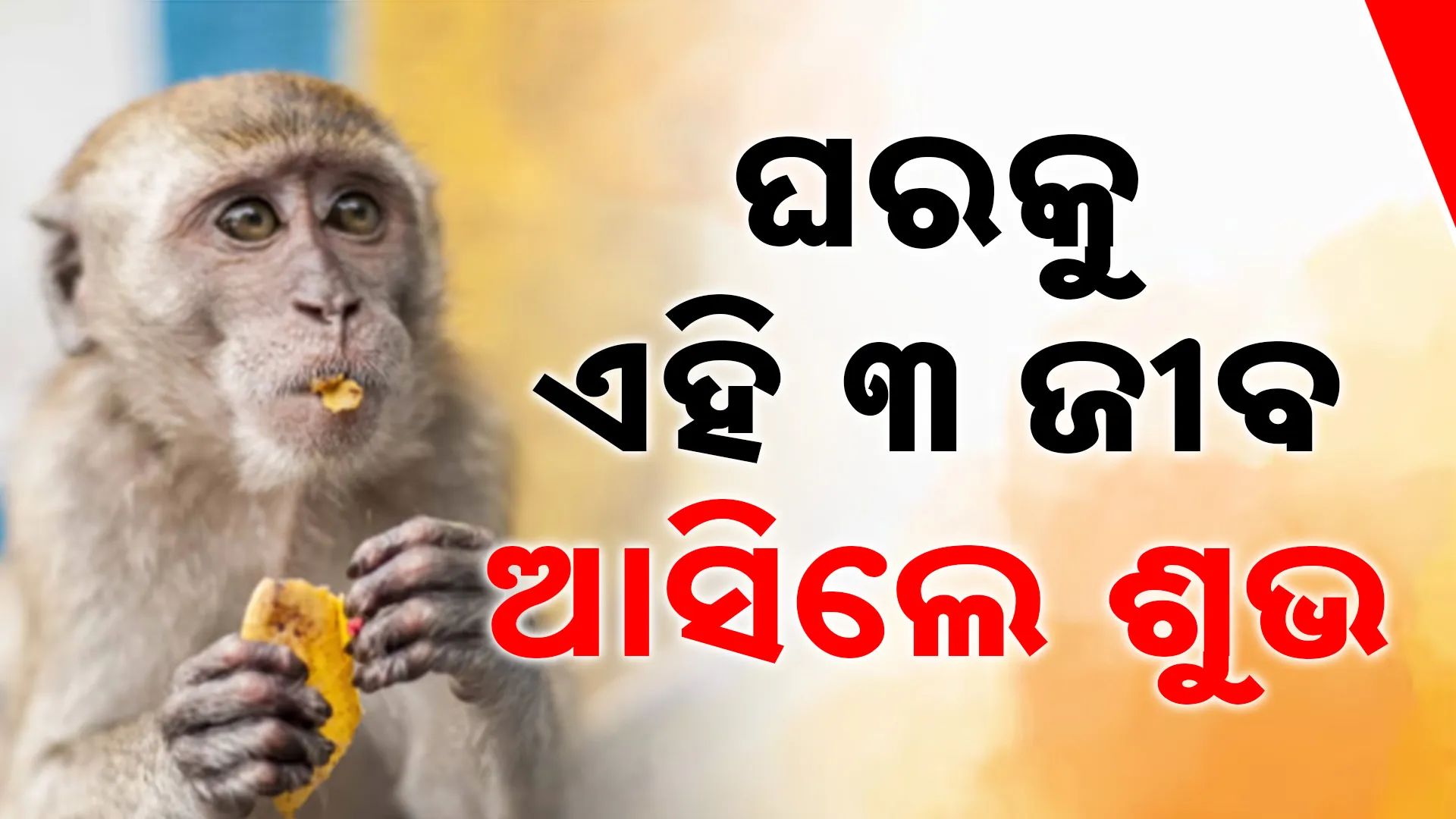  ଘରକୁ ଏହି ୩ ଜୀବ ଆସିଲେ ଶୁଭ 