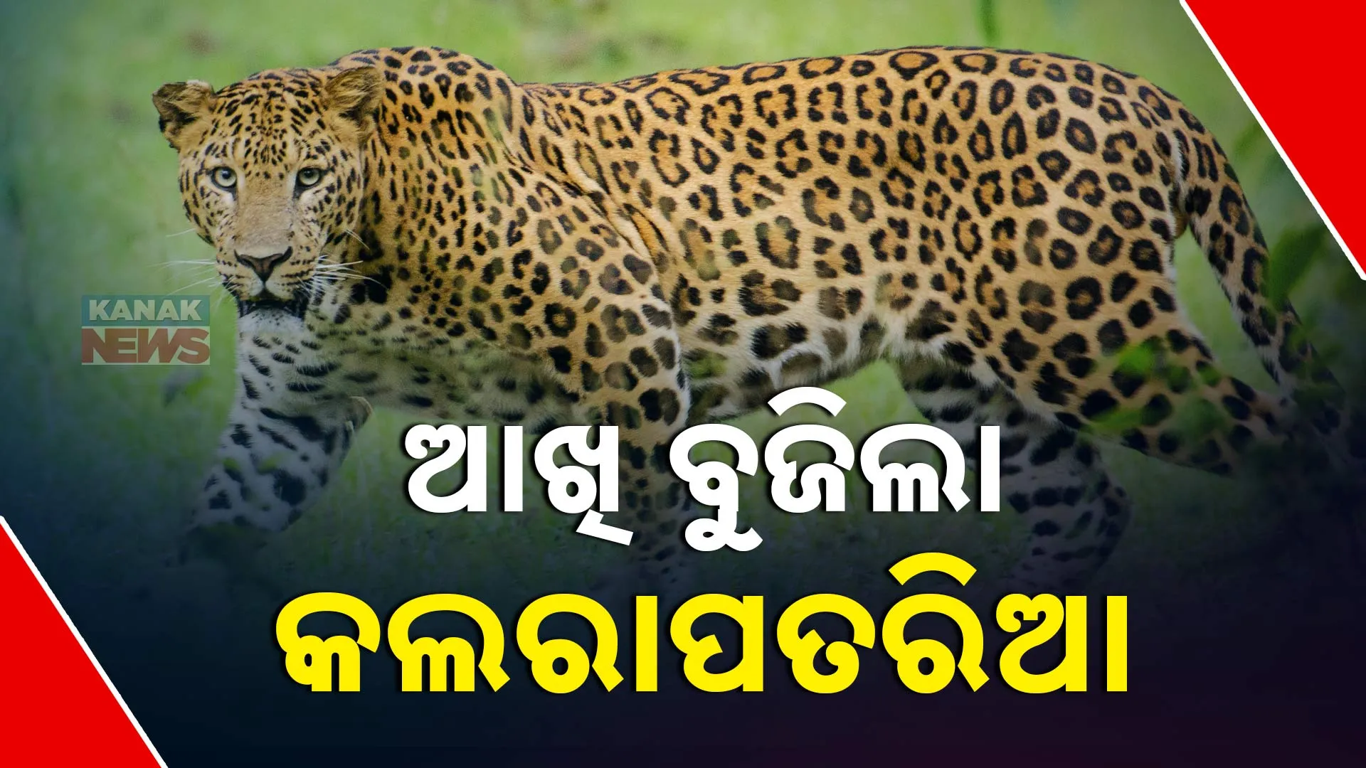 ଆଖି ବୁଜିଲା କଲରାପତରିଆ