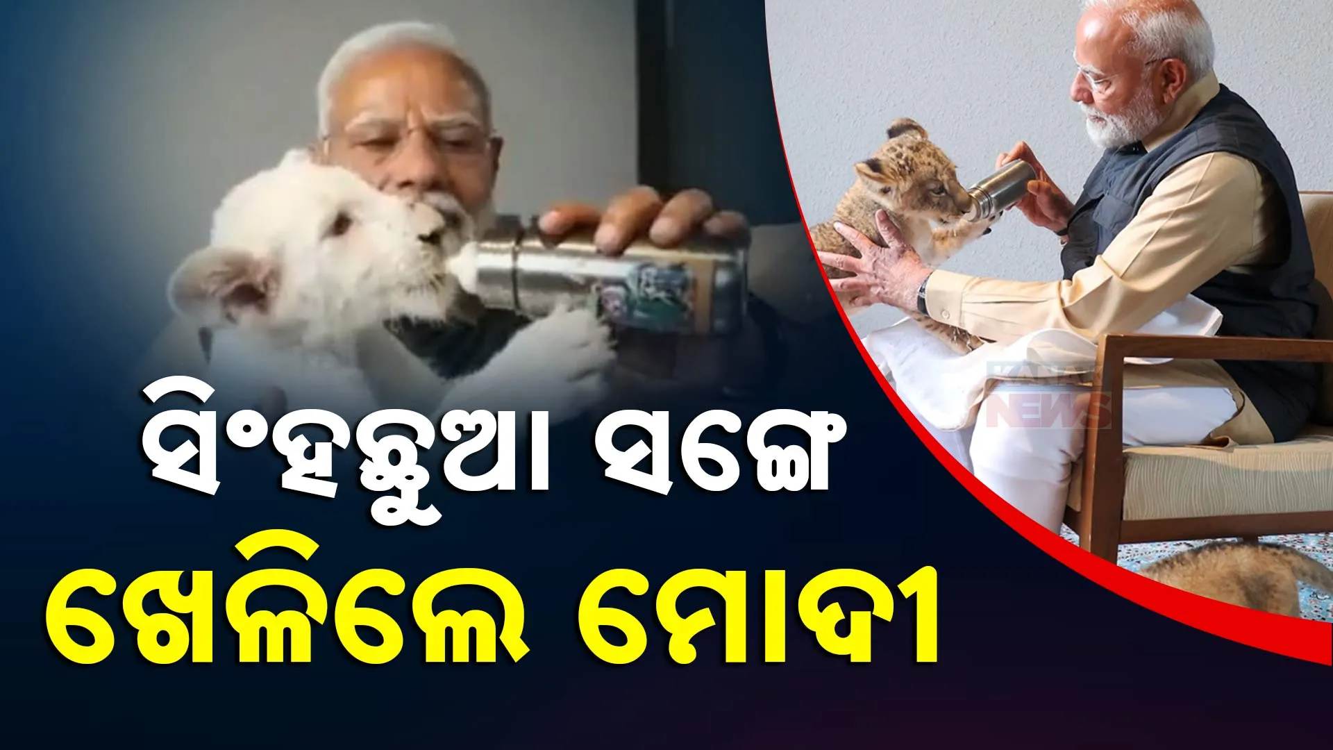 Modi Lion