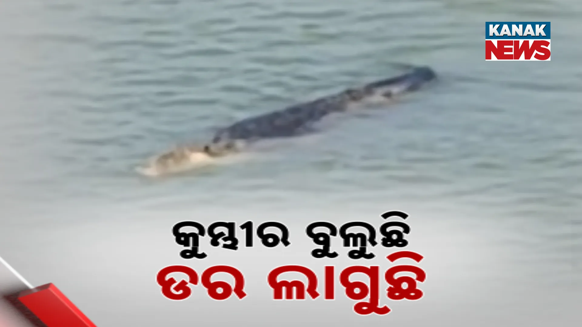 କୁମ୍ଭୀର ବୁଲୁଛି ଡର ଲାଗୁଛି