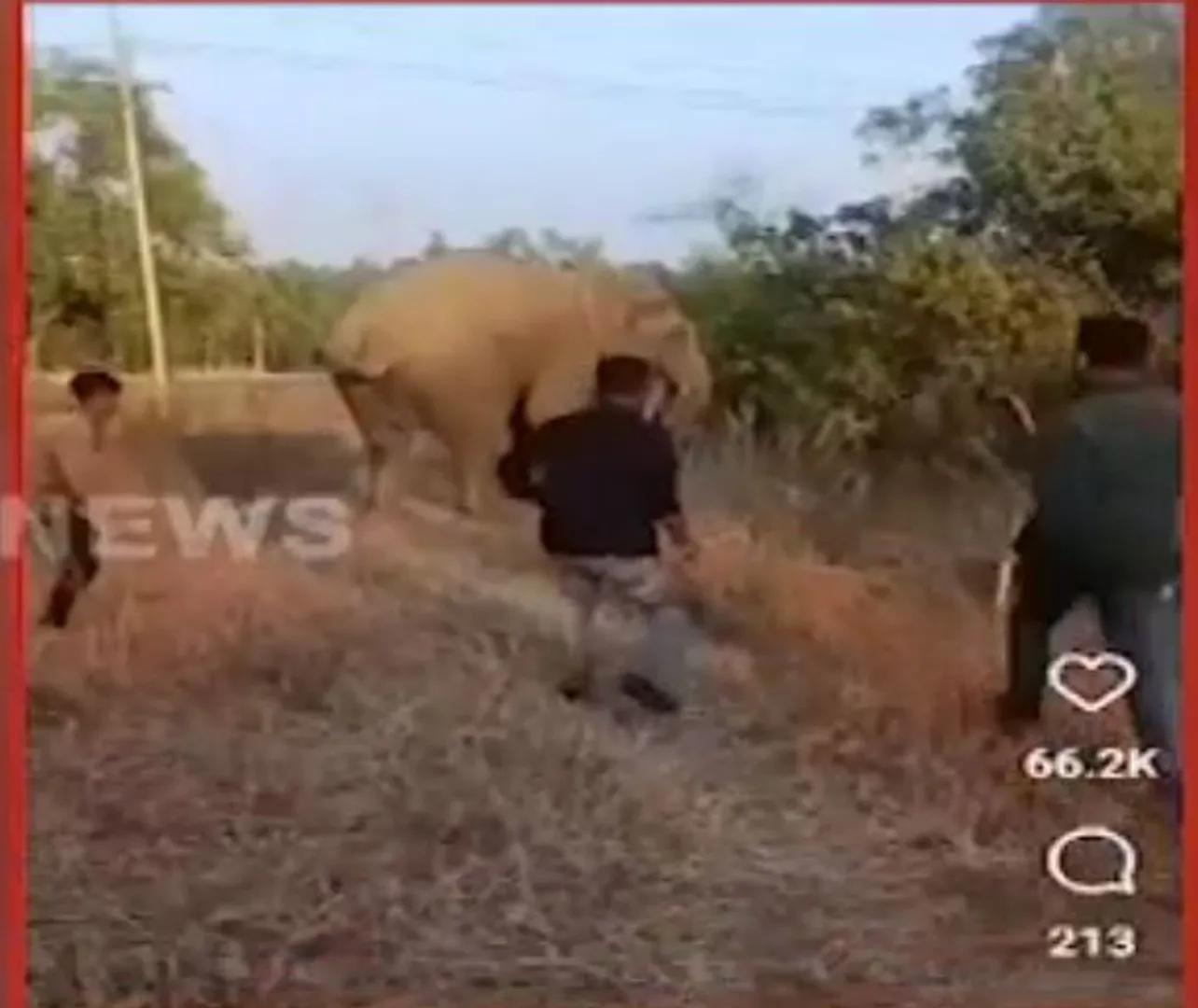 elephant___