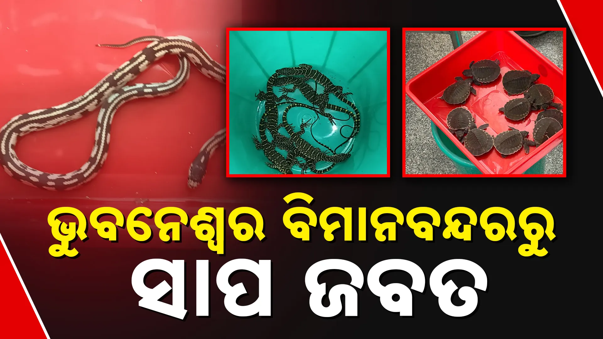 ବିମାନ ବନ୍ଦରରୁ ସାପ ଜବତ