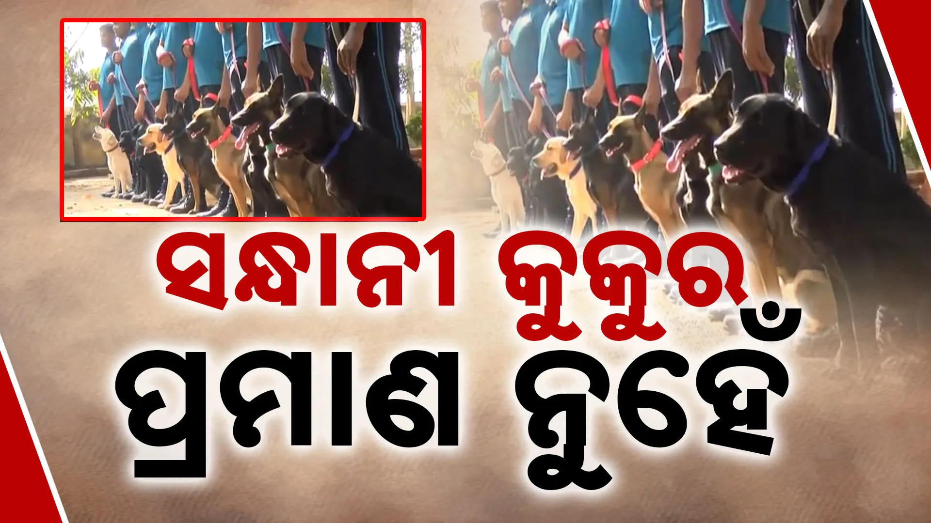 ଡଗ୍ ସ୍କ୍ବାଡ୍