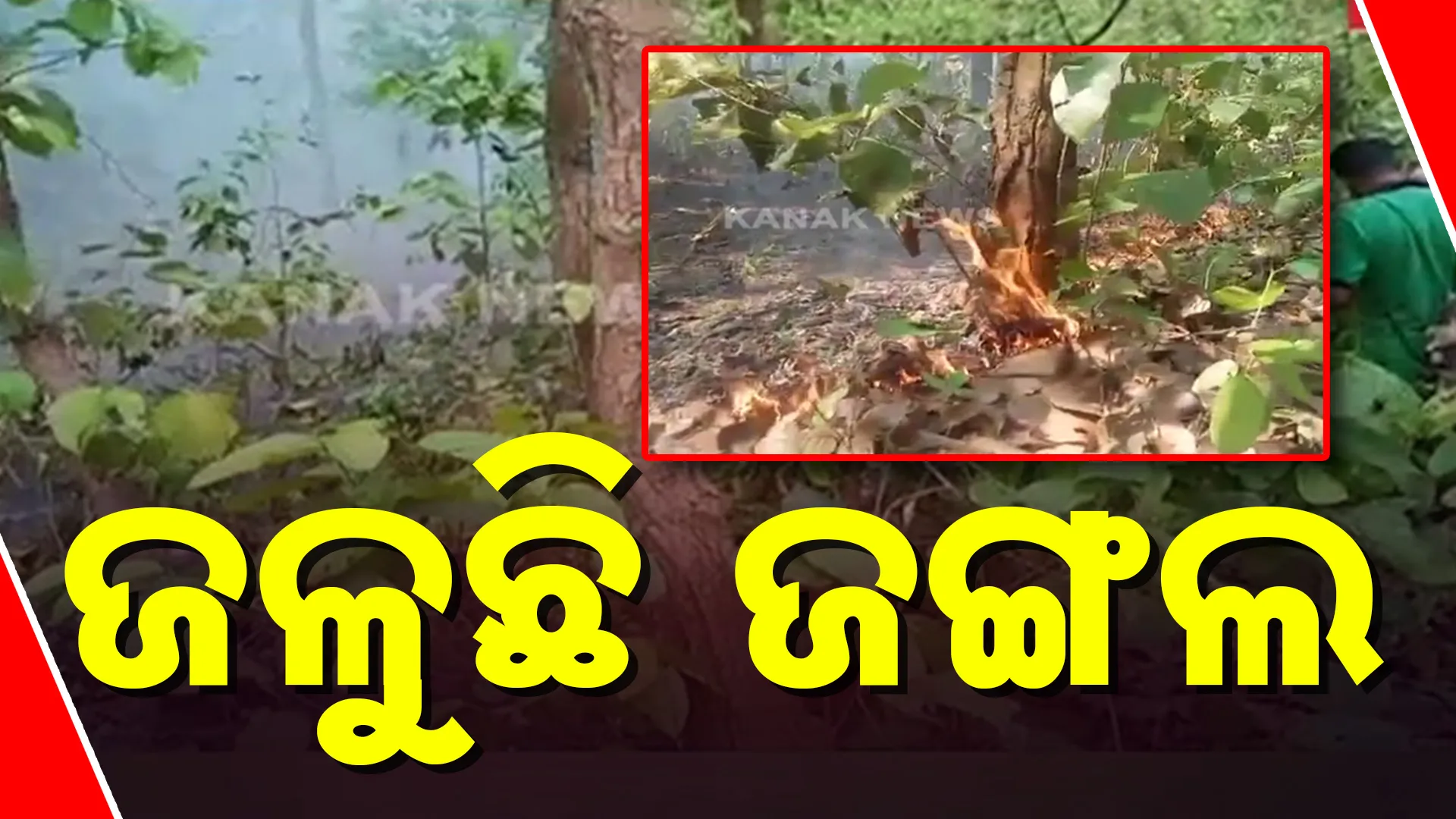 ଜଳୁଛି ଜଙ୍ଗଲଜଳୁଛି ଜଙ୍ଗଲ