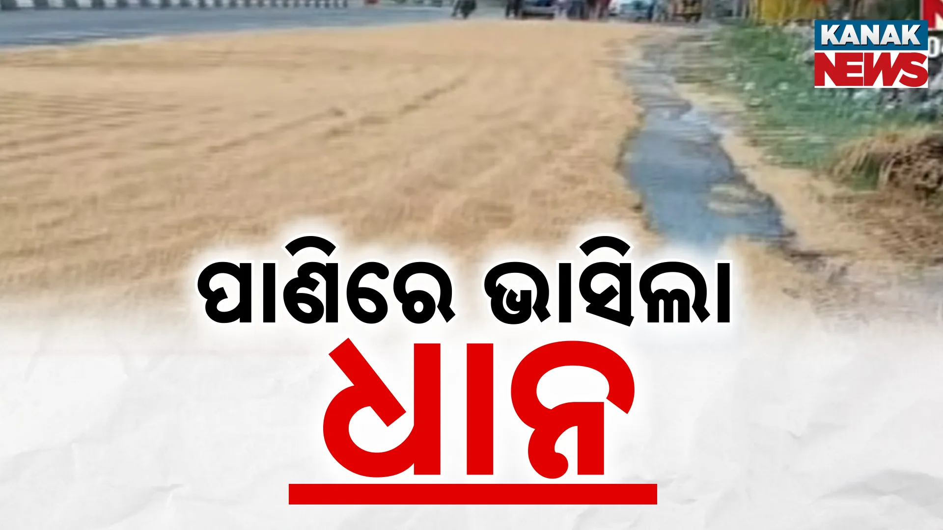ପାଣିରେ ଭାସିଲା ଧାନ