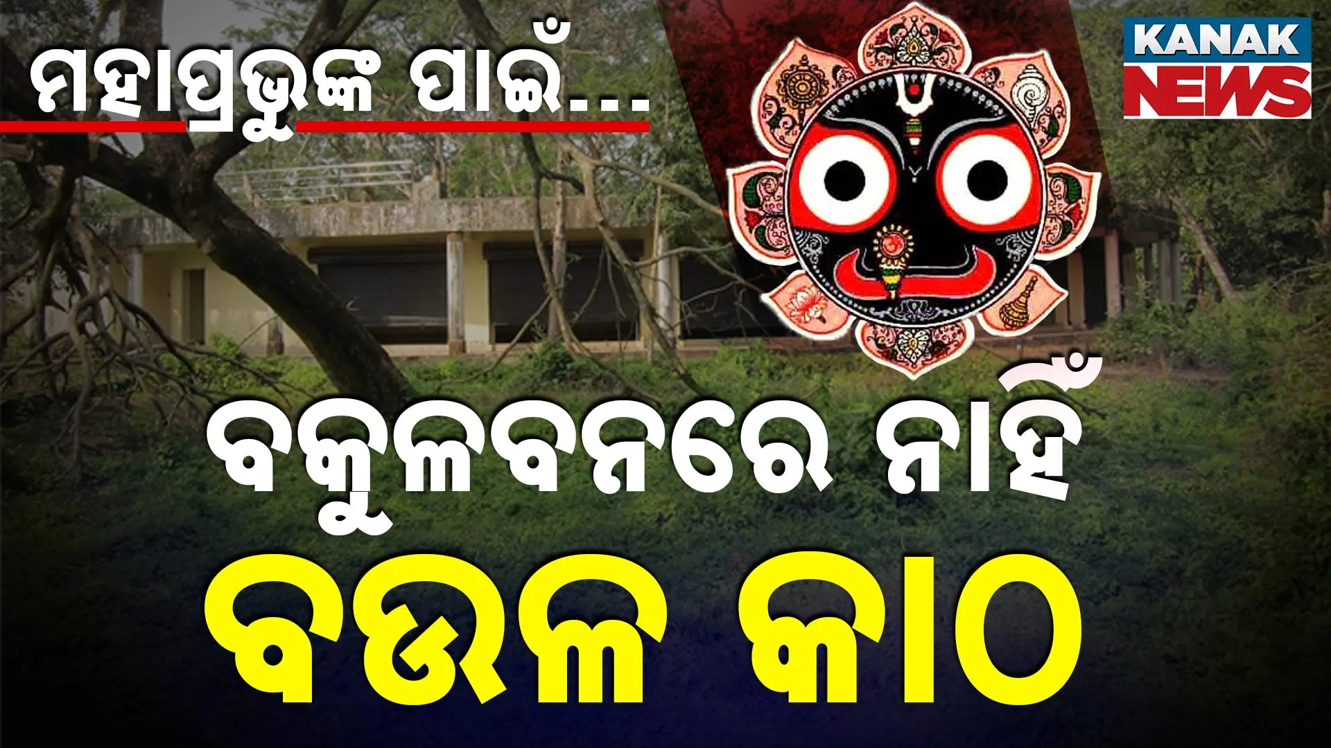 ବଉଳ କାଠ
