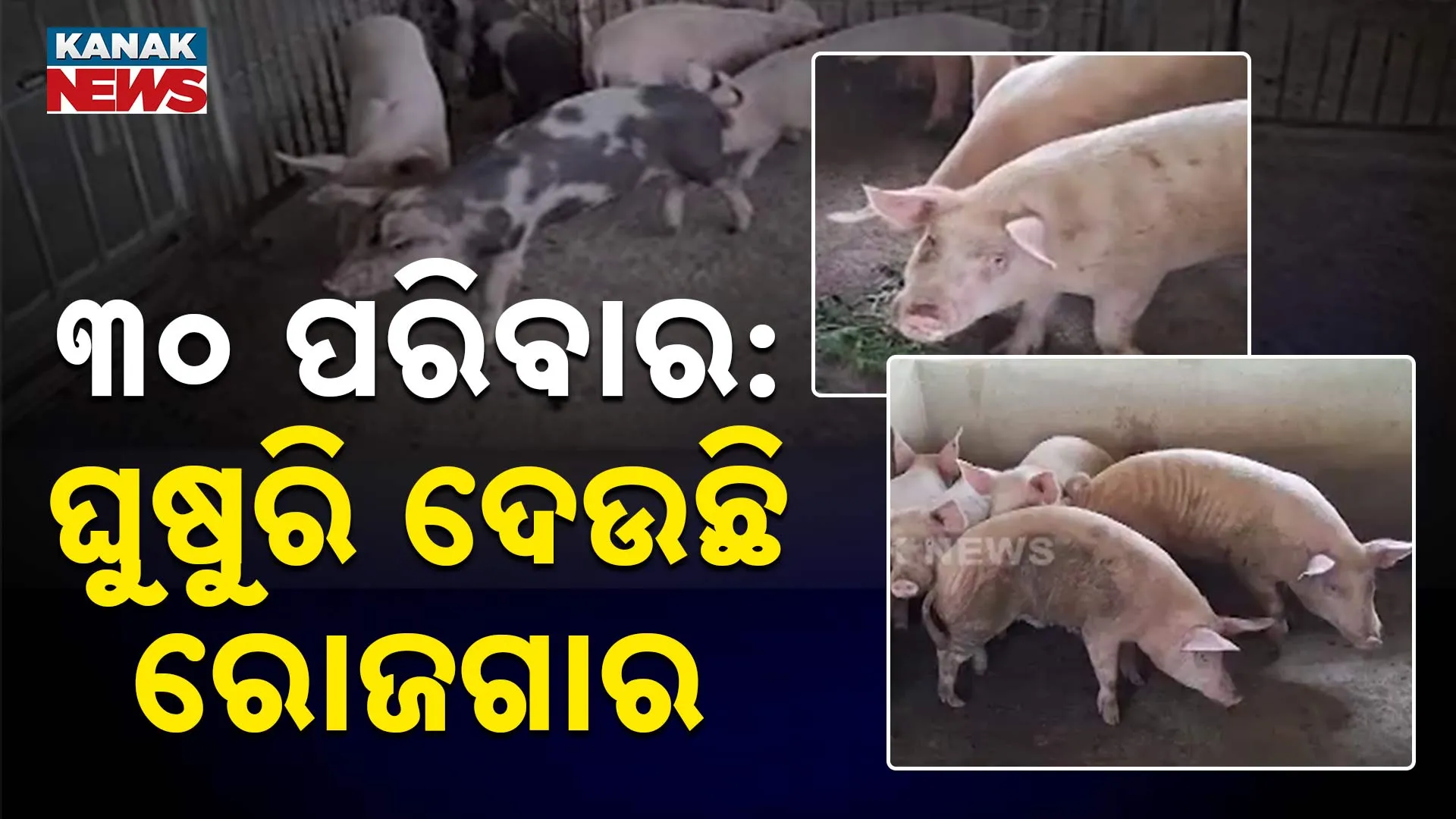 ଘୁଷୁରି ଦେଉଛି ରୋଜଗାର