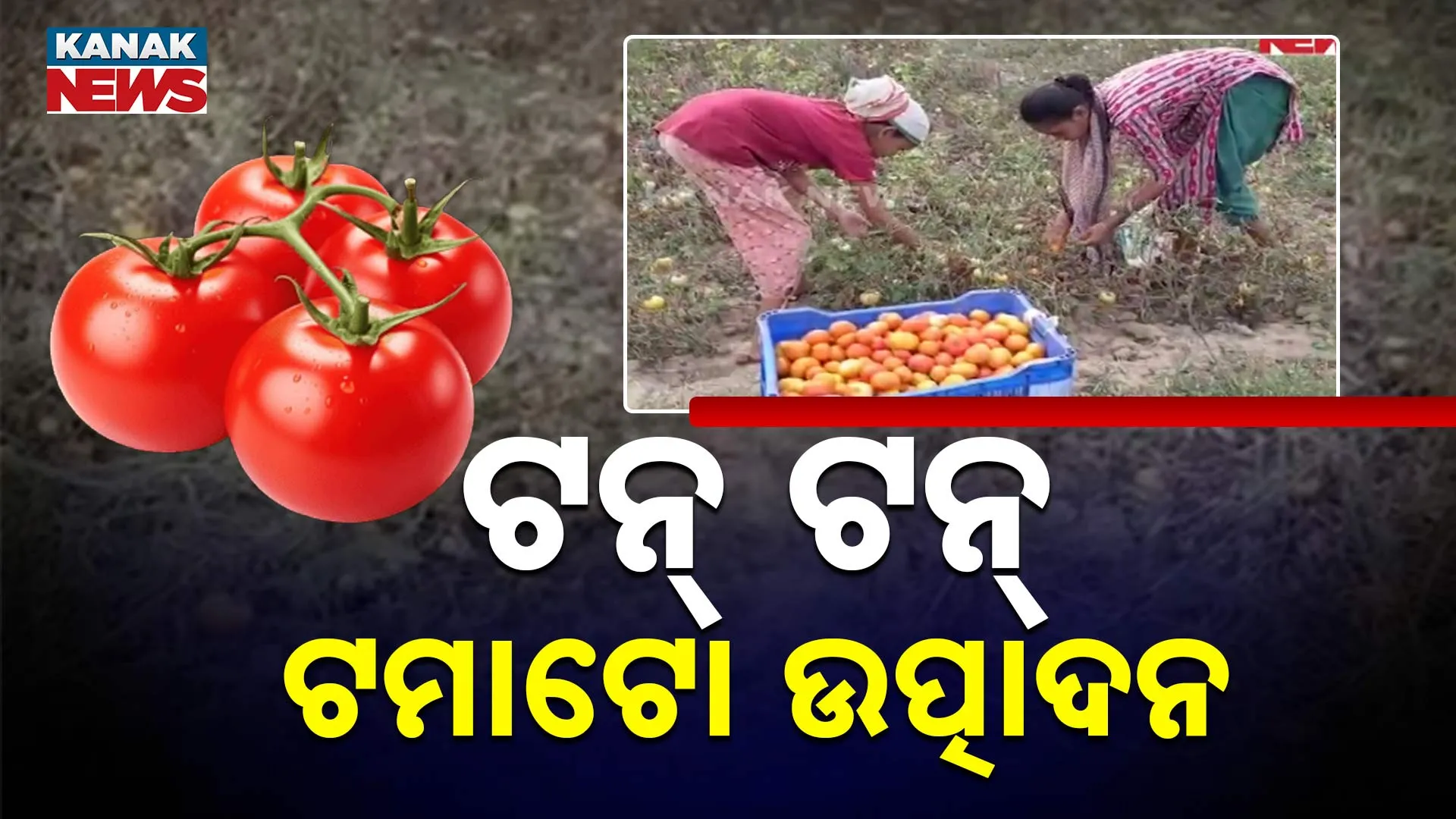 ଟନ୍‌ ଟନ୍ ଟମାଟୋ ଉତ୍ପାଦନ