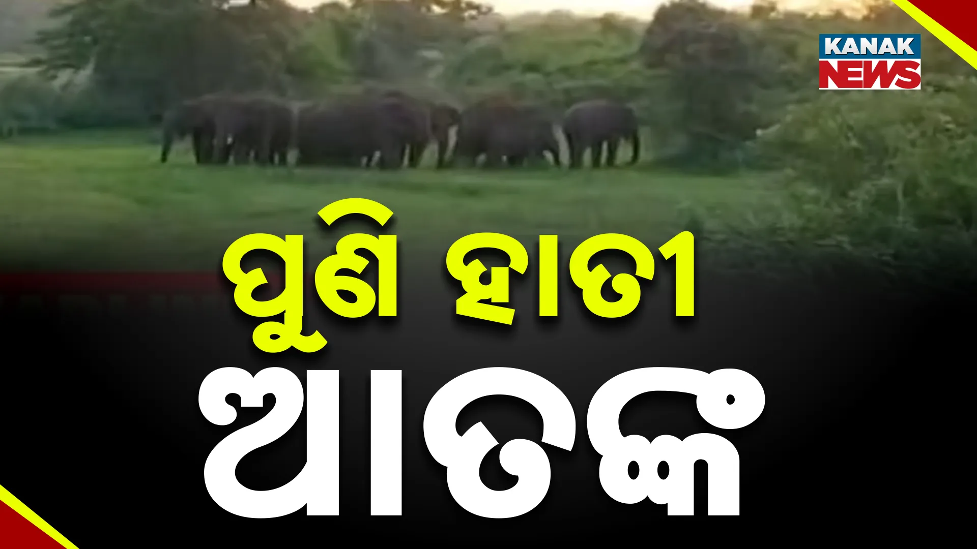 ପୁଣି ହାତୀ ଆତଙ୍କ