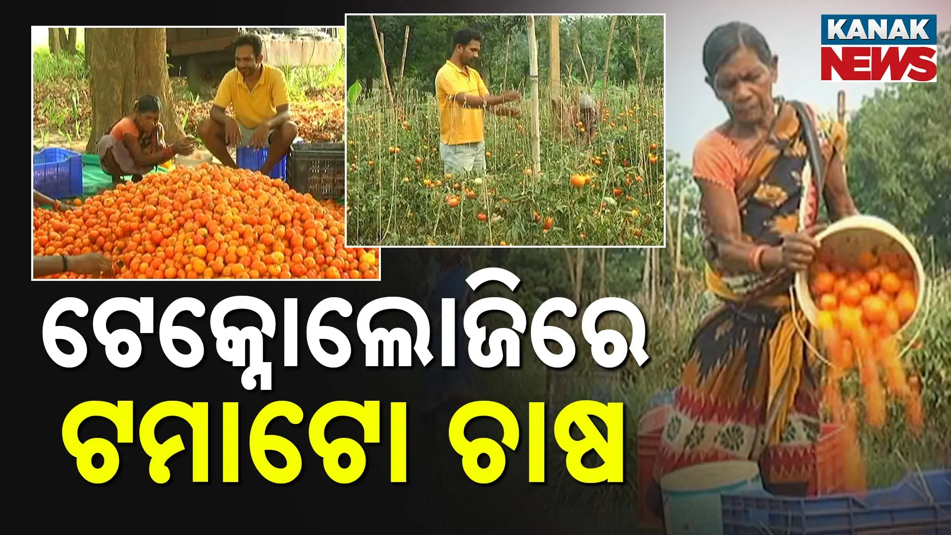 Tomato Farmer