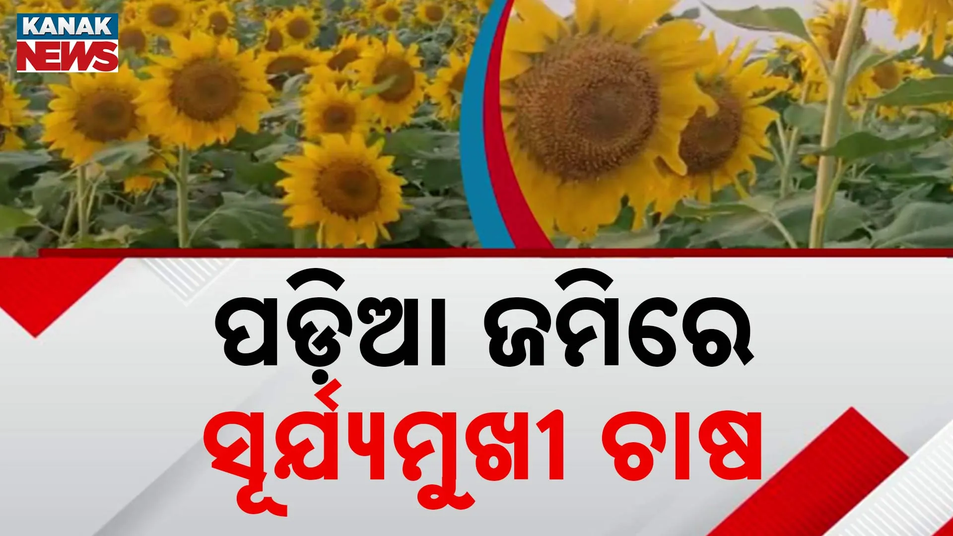 Sunflower Oil