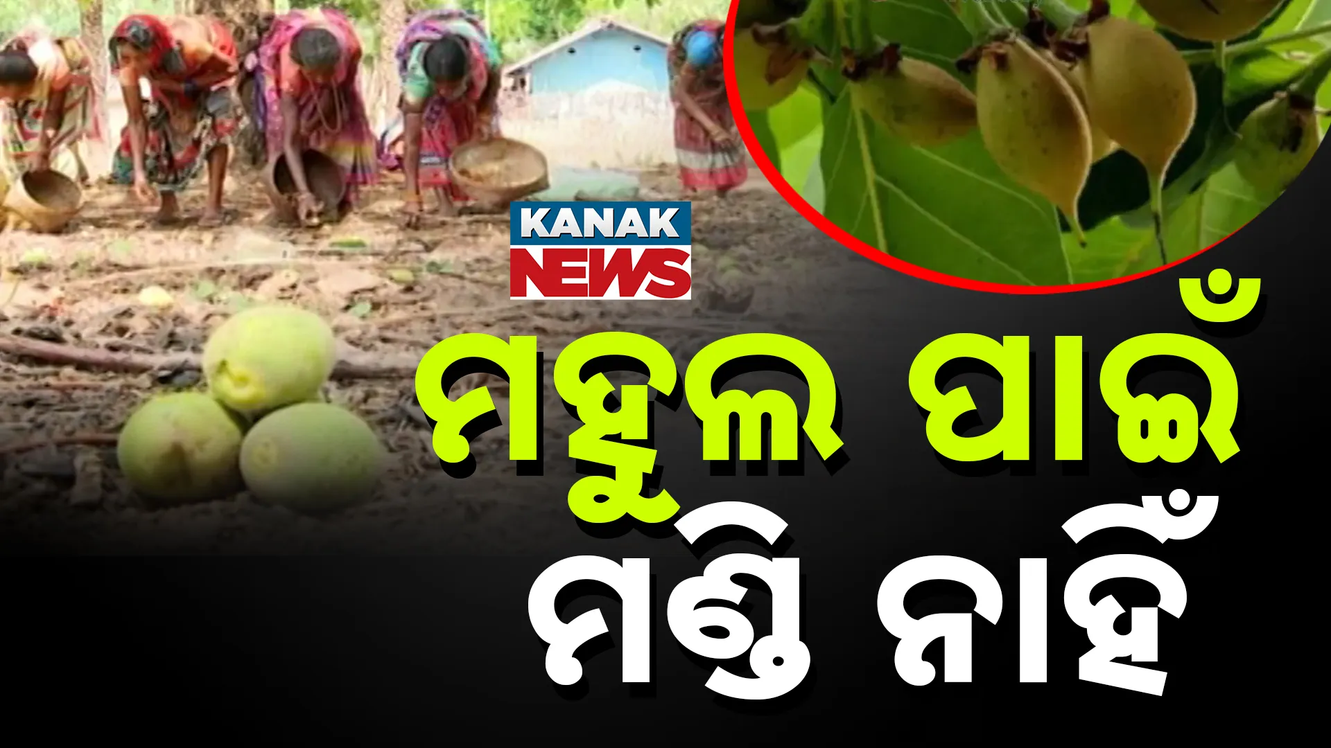 ମହୁଲ ପାଇଁ ମଣ୍ଡି ନାହିଁ