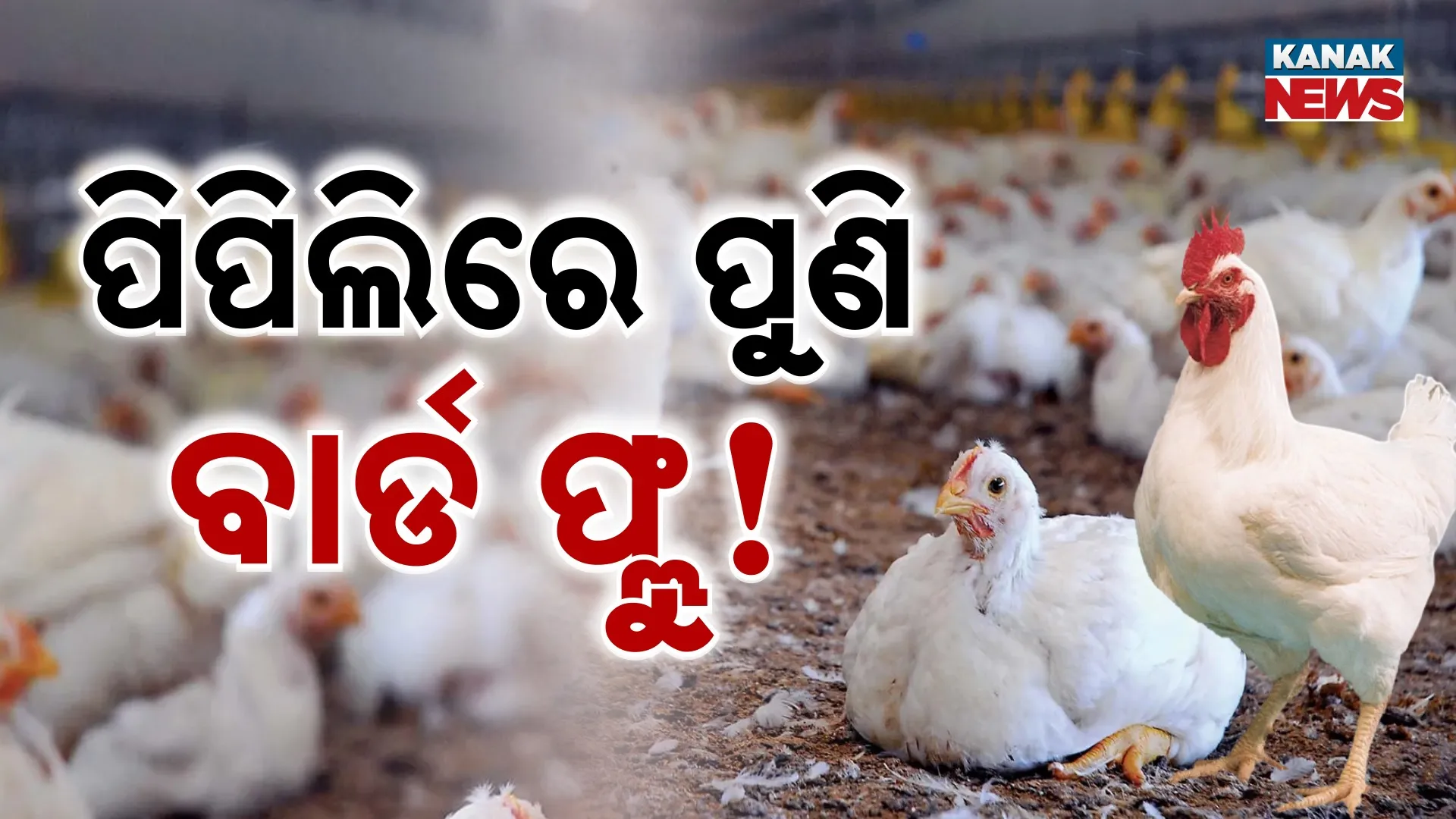 bird flu