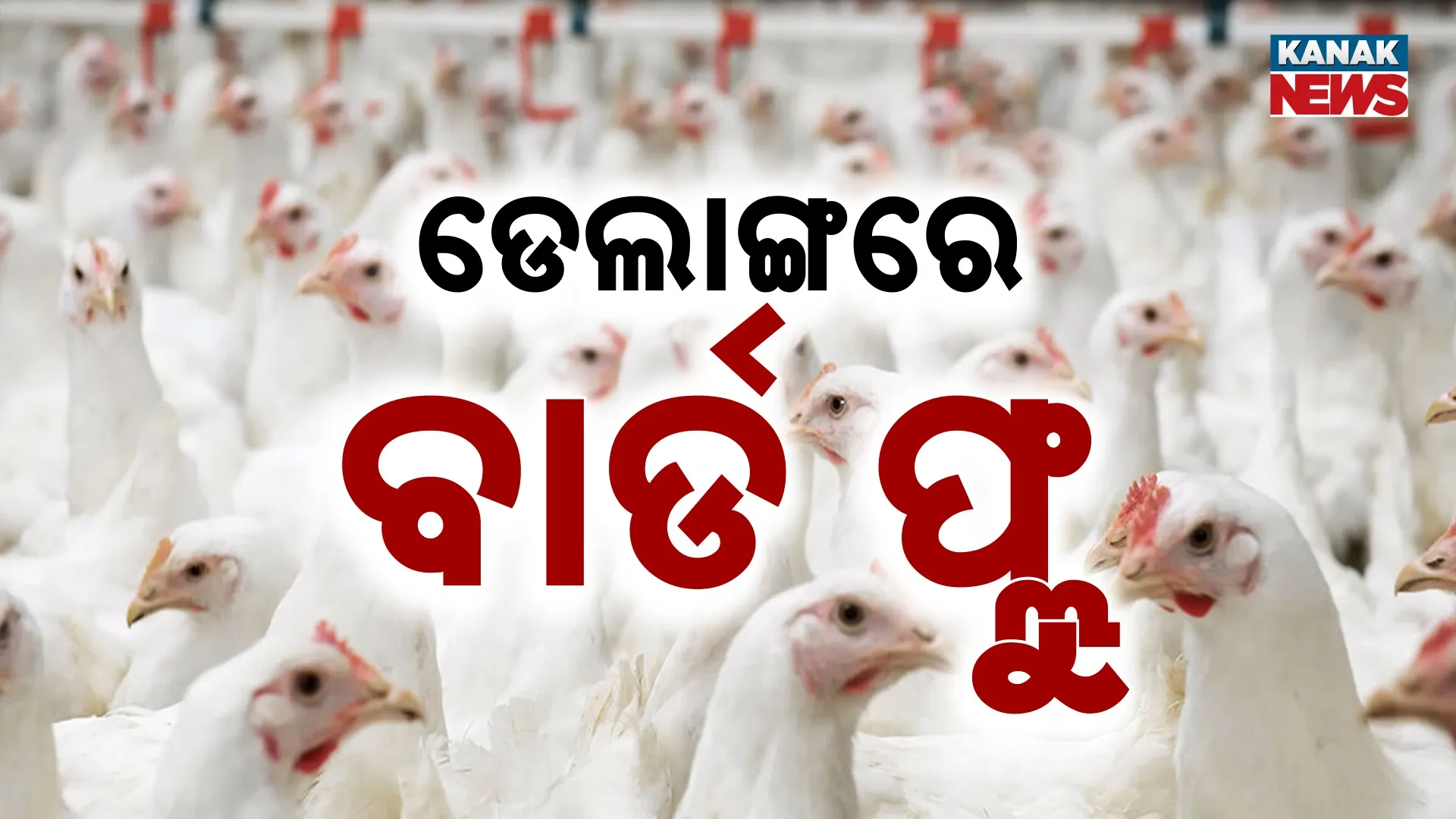 ଡେଲାଙ୍ଗରେ ବାର୍ଡ ଫ୍ଲୁ