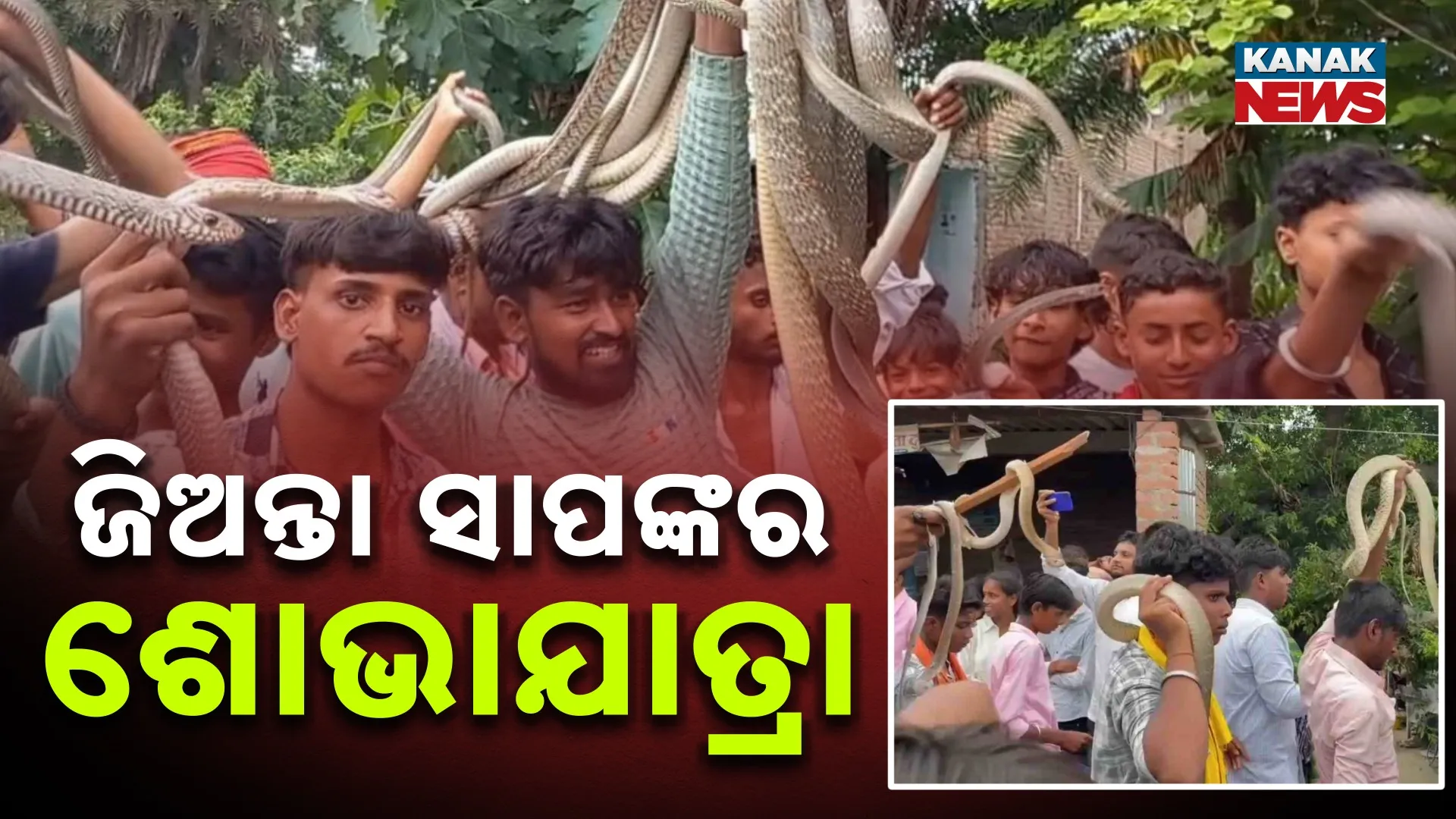 ବେକରେ ଜିଅନ୍ତା ସାପ