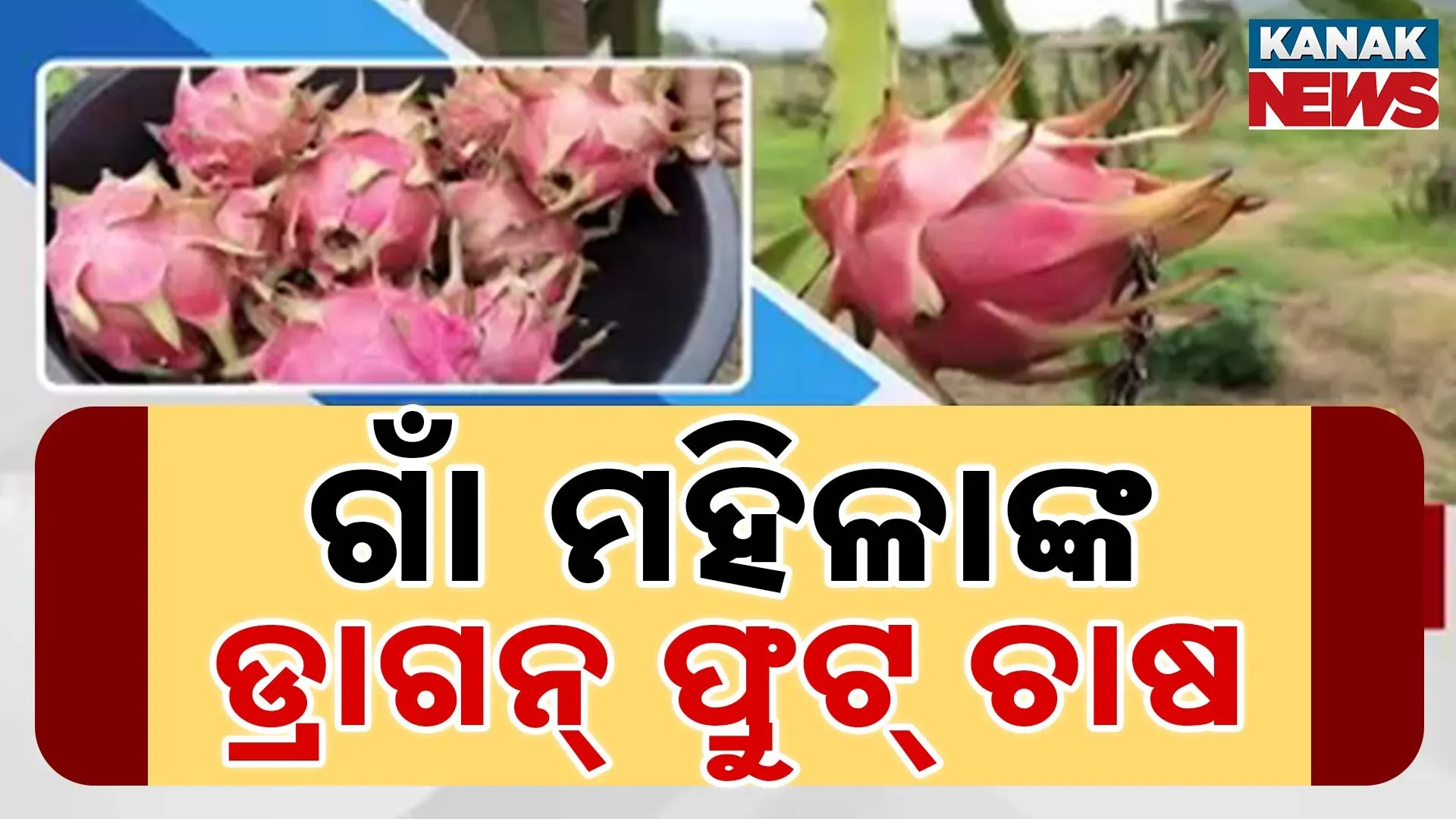 ଗାଁ ମହିଳାଙ୍କ ଡ୍ରାଗନ୍‌ ଫ୍ରୁଟ୍‌ ଚାଷ