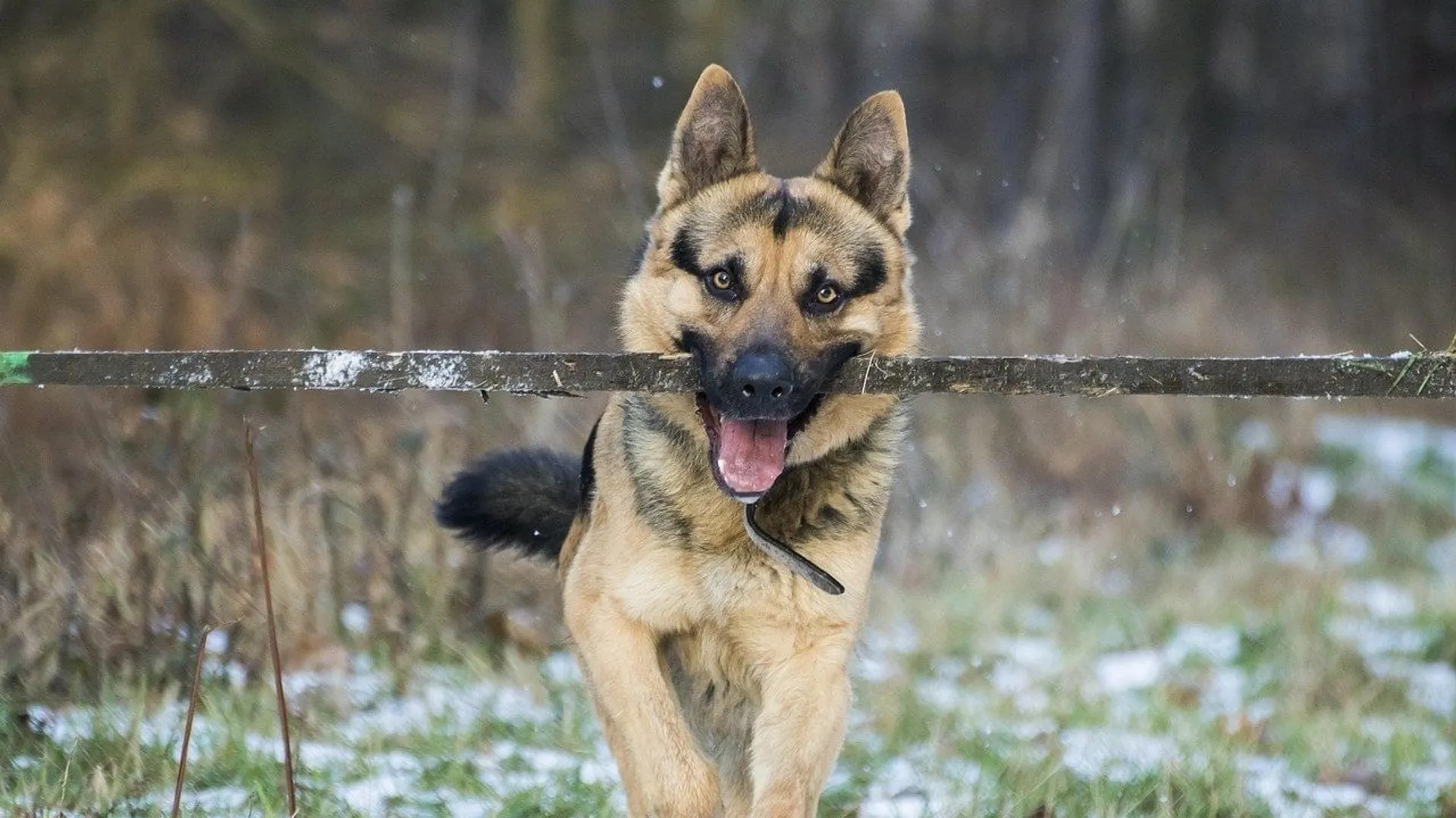 german-shepherd
