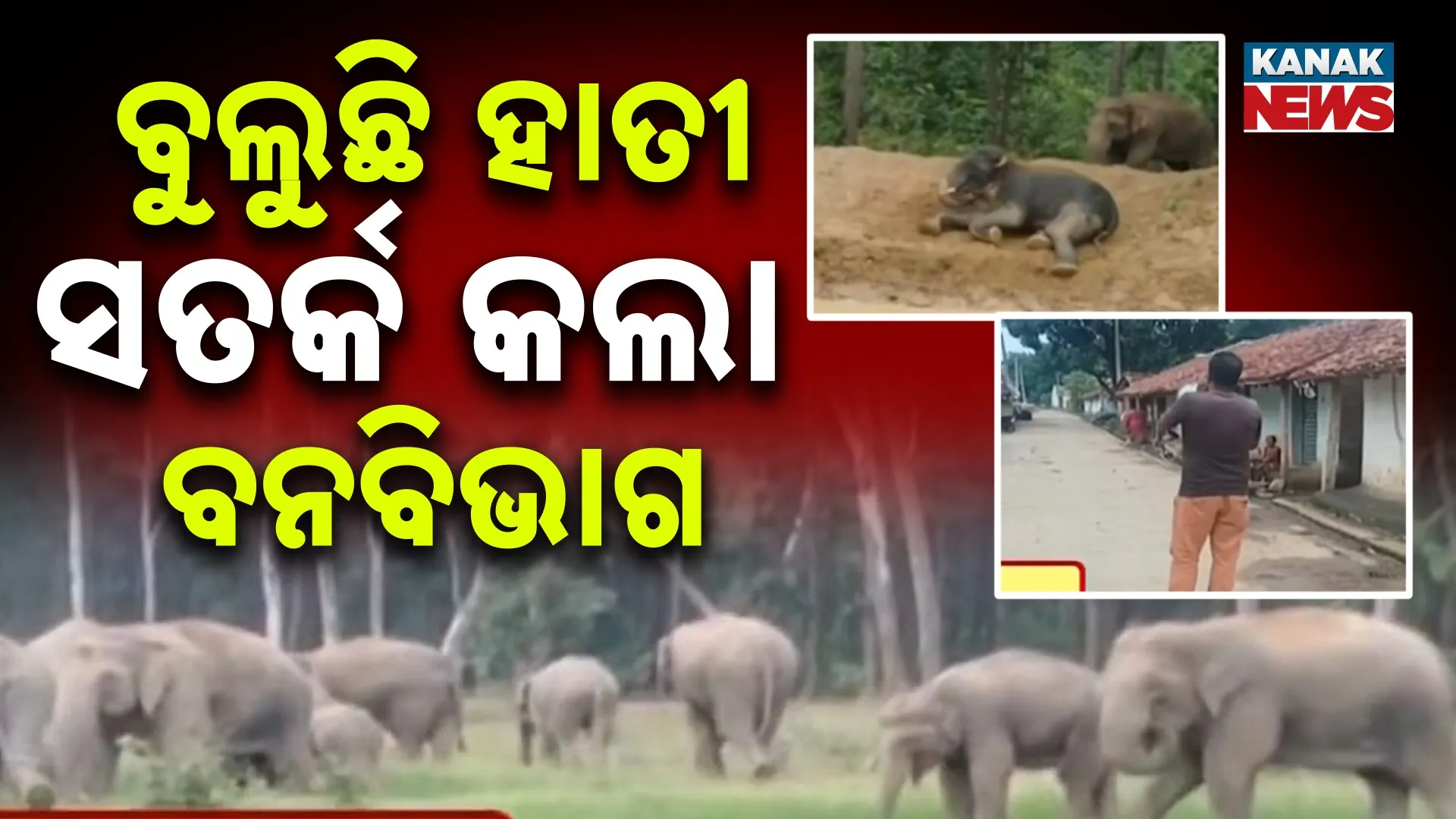 Elephant Herd