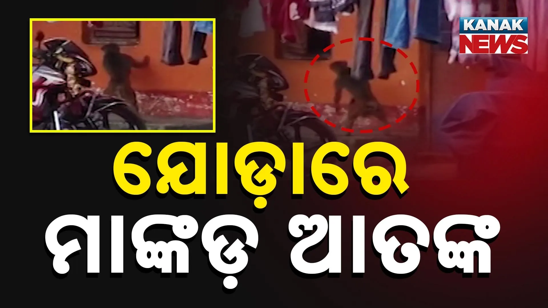 ଯୋଡ଼ାରେ ମାଙ୍କଡ଼ ଆତଙ୍କ