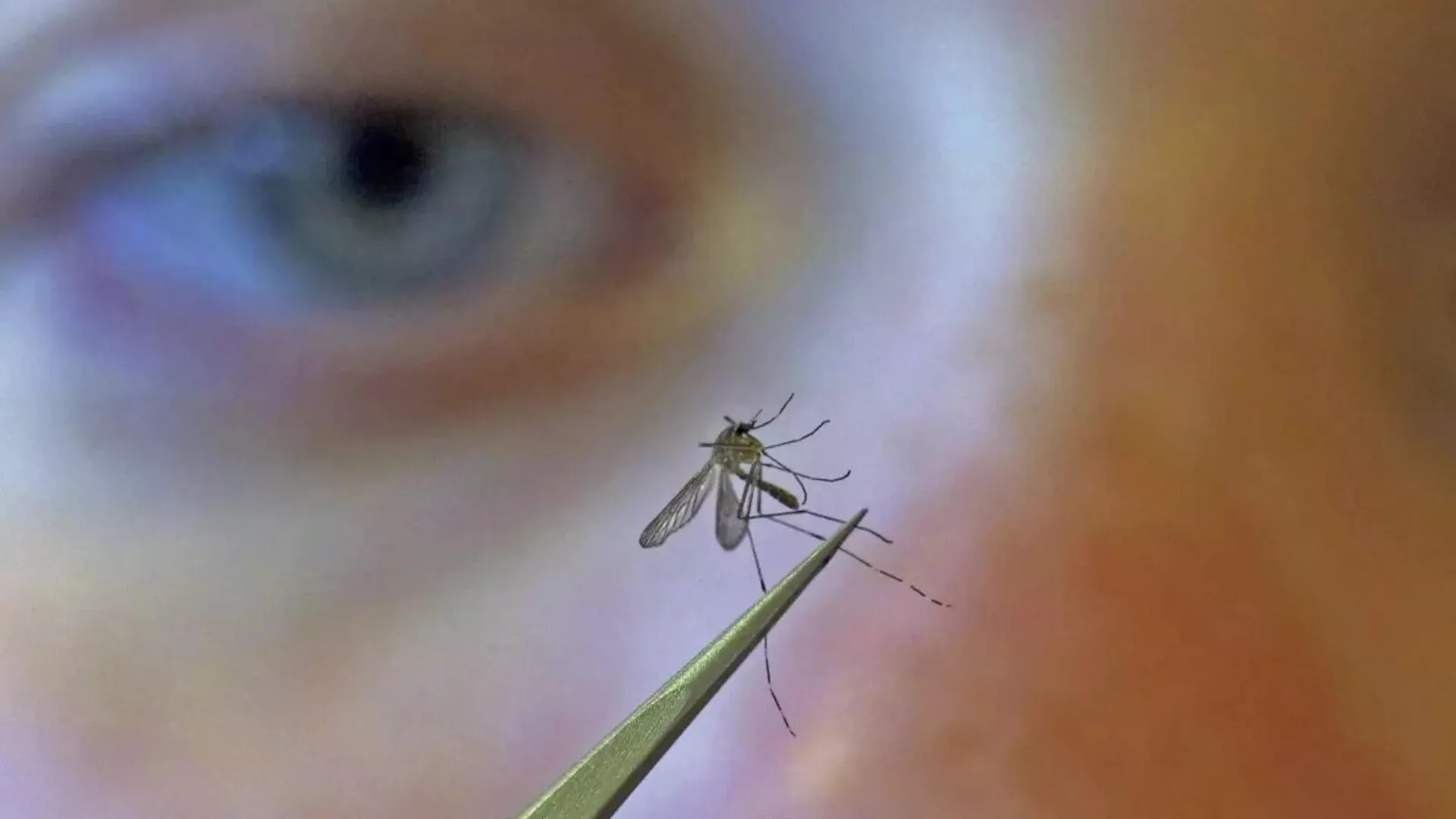 mosquitoes-in-iceland