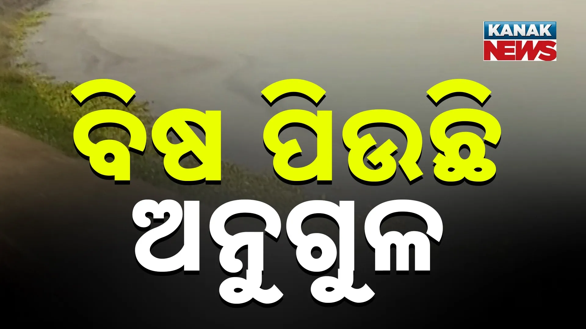 Angul poison