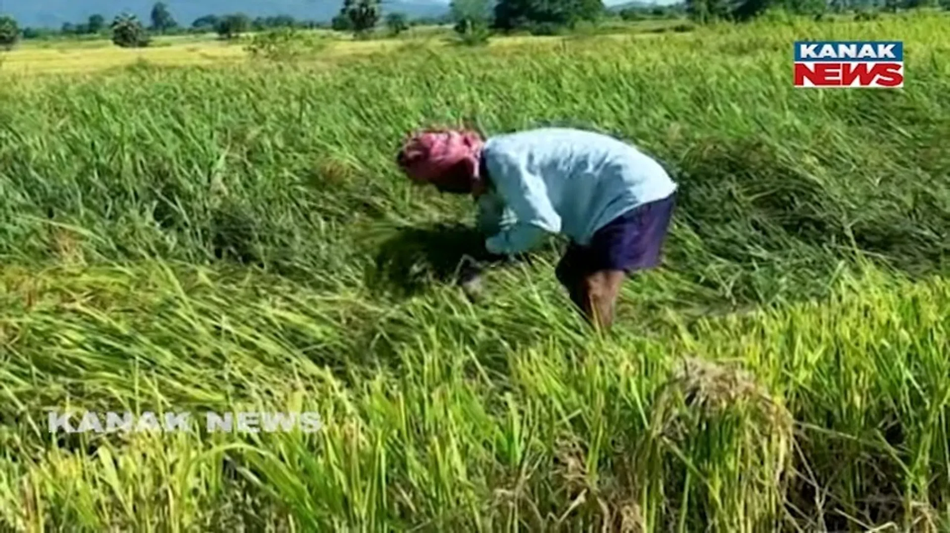 Farmer
