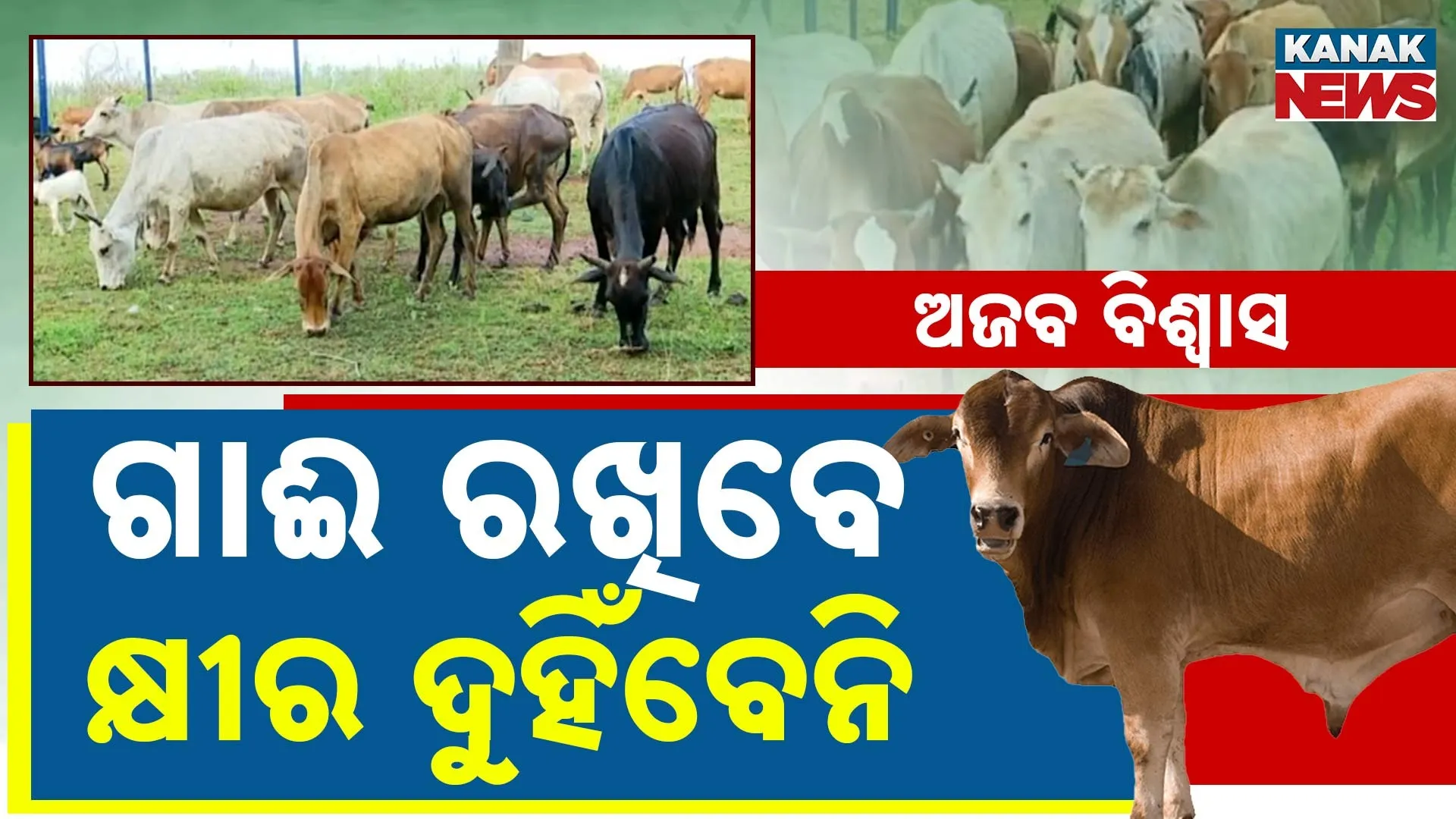 Traditional Cow Rearing