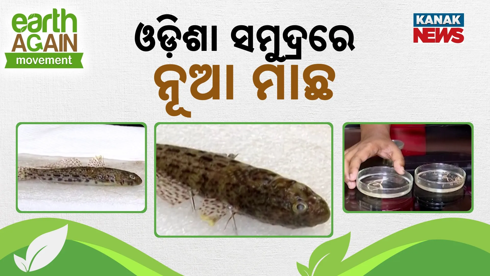 New Fish Discovered In Odisha Sea