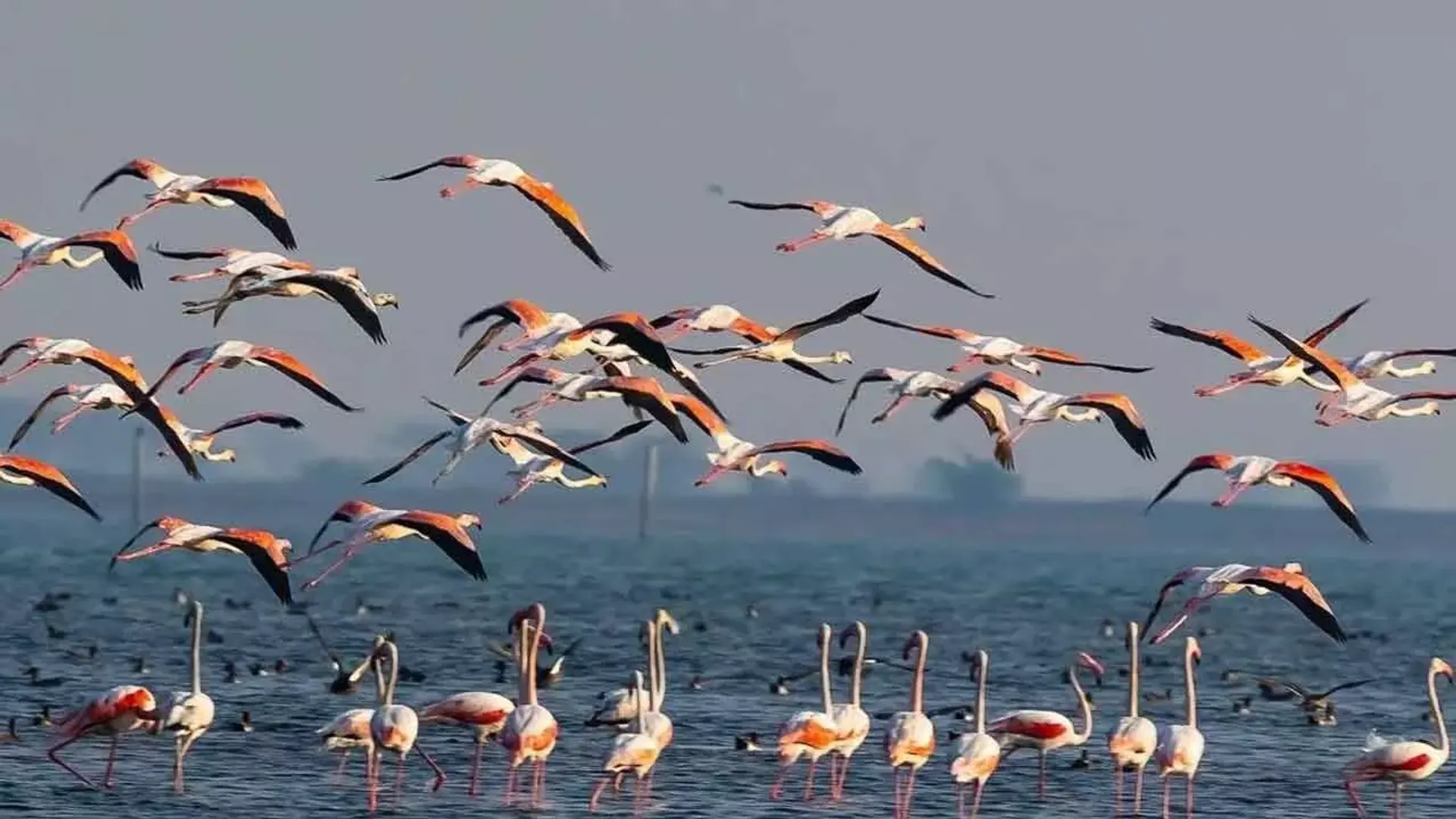 chilika photo