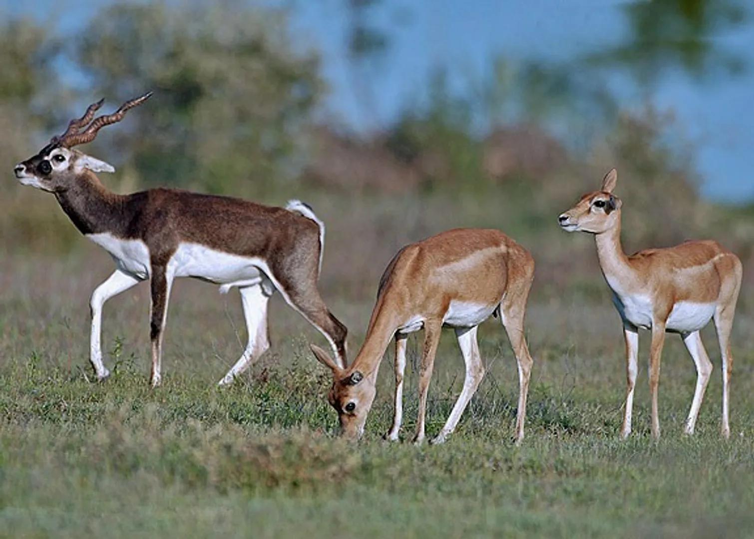 Blackbuck_male_female
