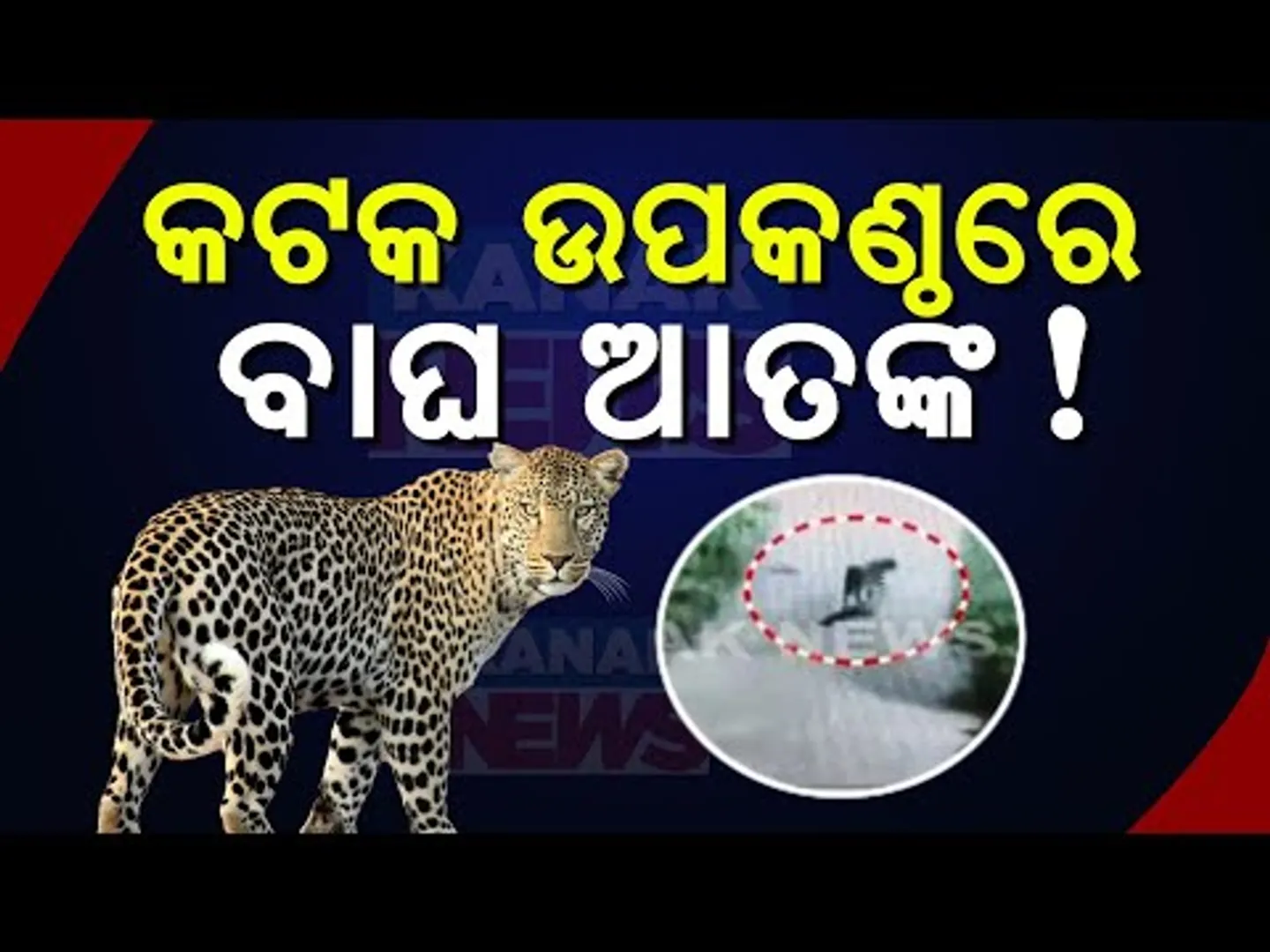 Tiger Panic Prevails In Cuttack's Nischintakoili | CCTV Footage Captures