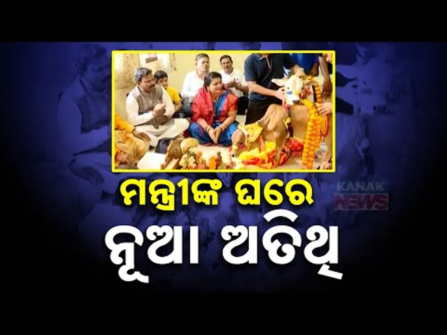 Odisha Minister Gokulananda Mallick Welcomes New Guest: Traditional Pungnur Cattle From Andhra