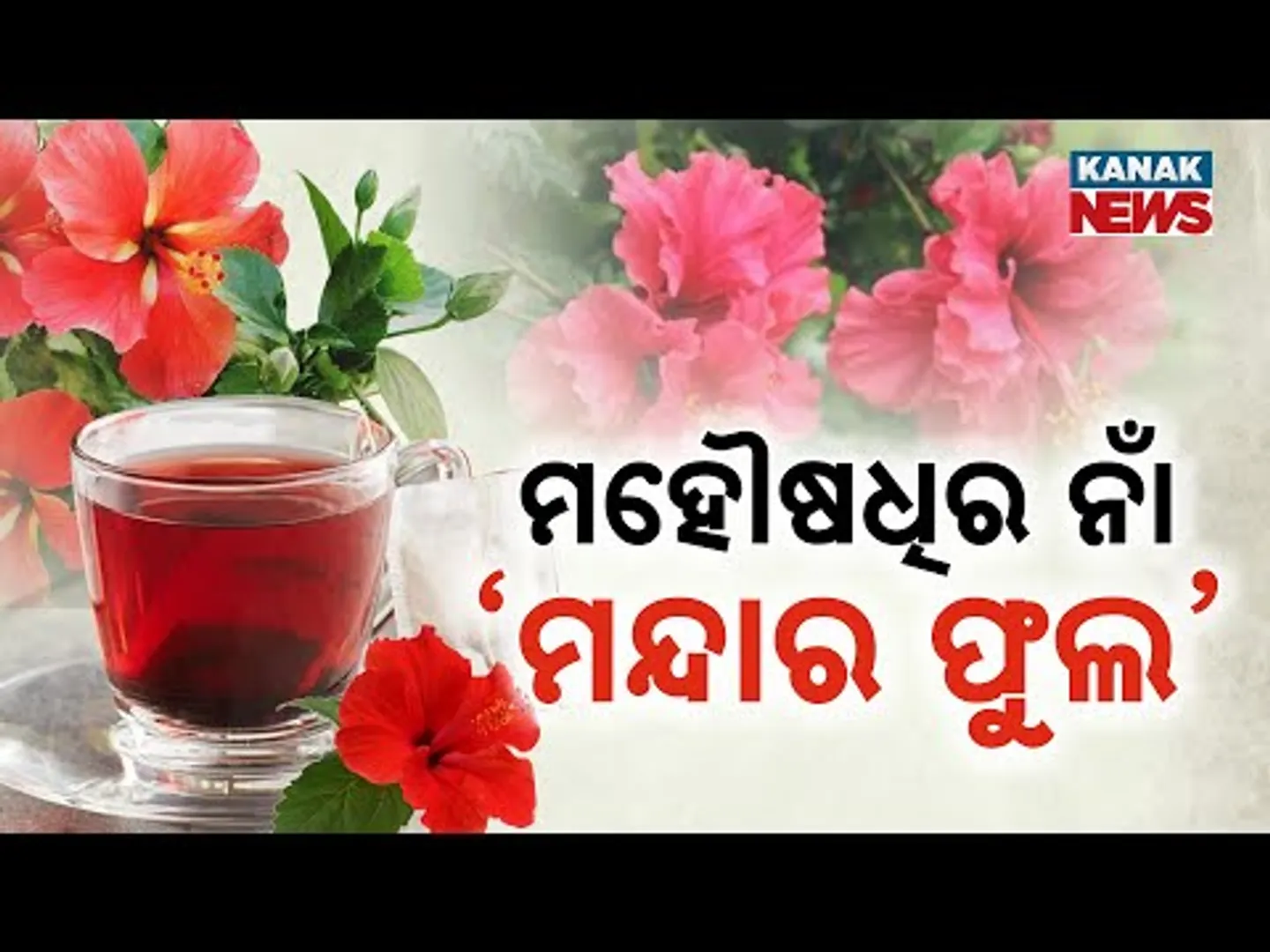 Special Report: Hibiscus Flower & Its Tea With Amazing Health Benefits | Know The Details