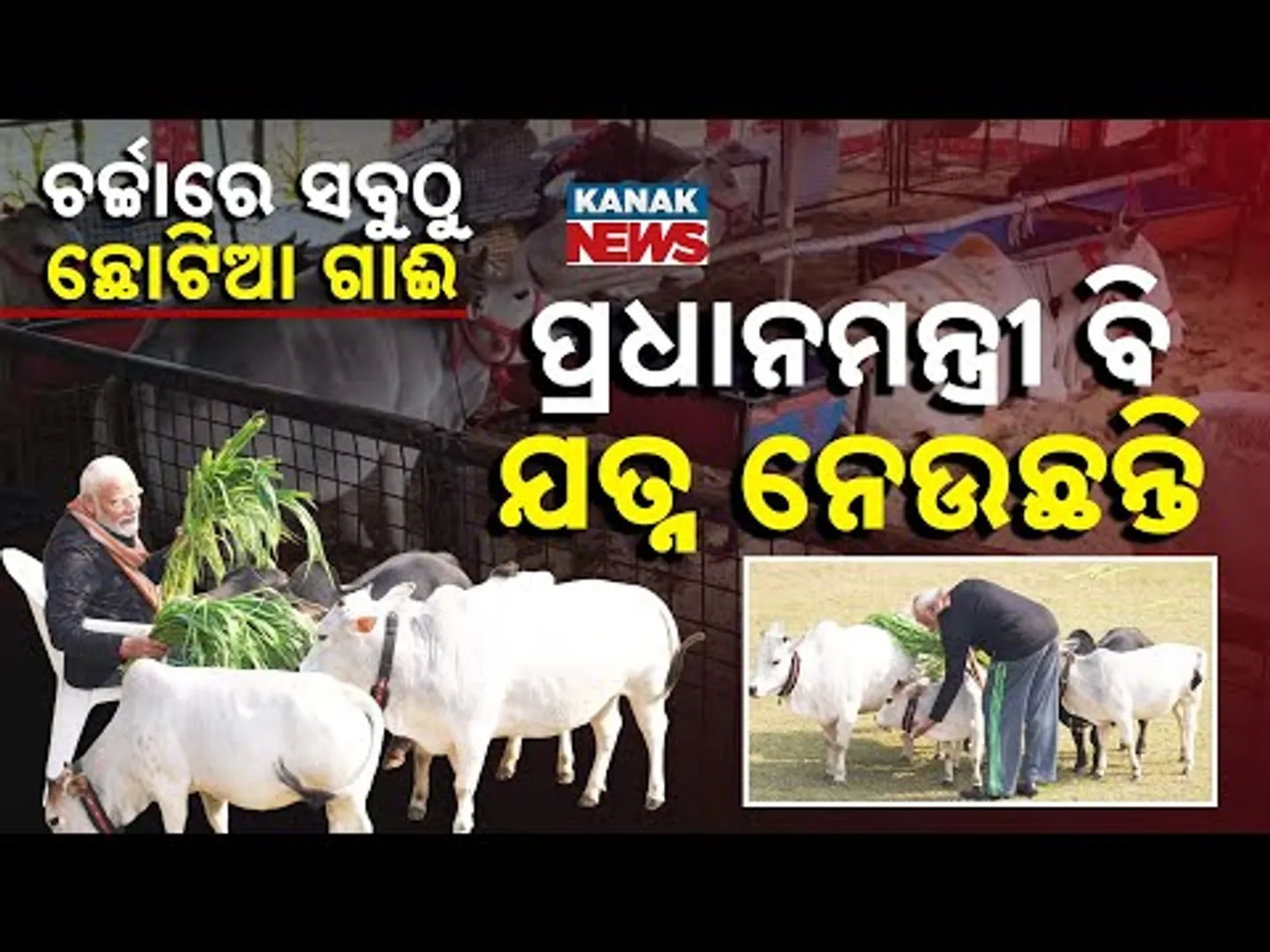 Special Report: "World’s Smallest Cow Steals Show at Pushkar Fair | Miniature Milking Marvels!"