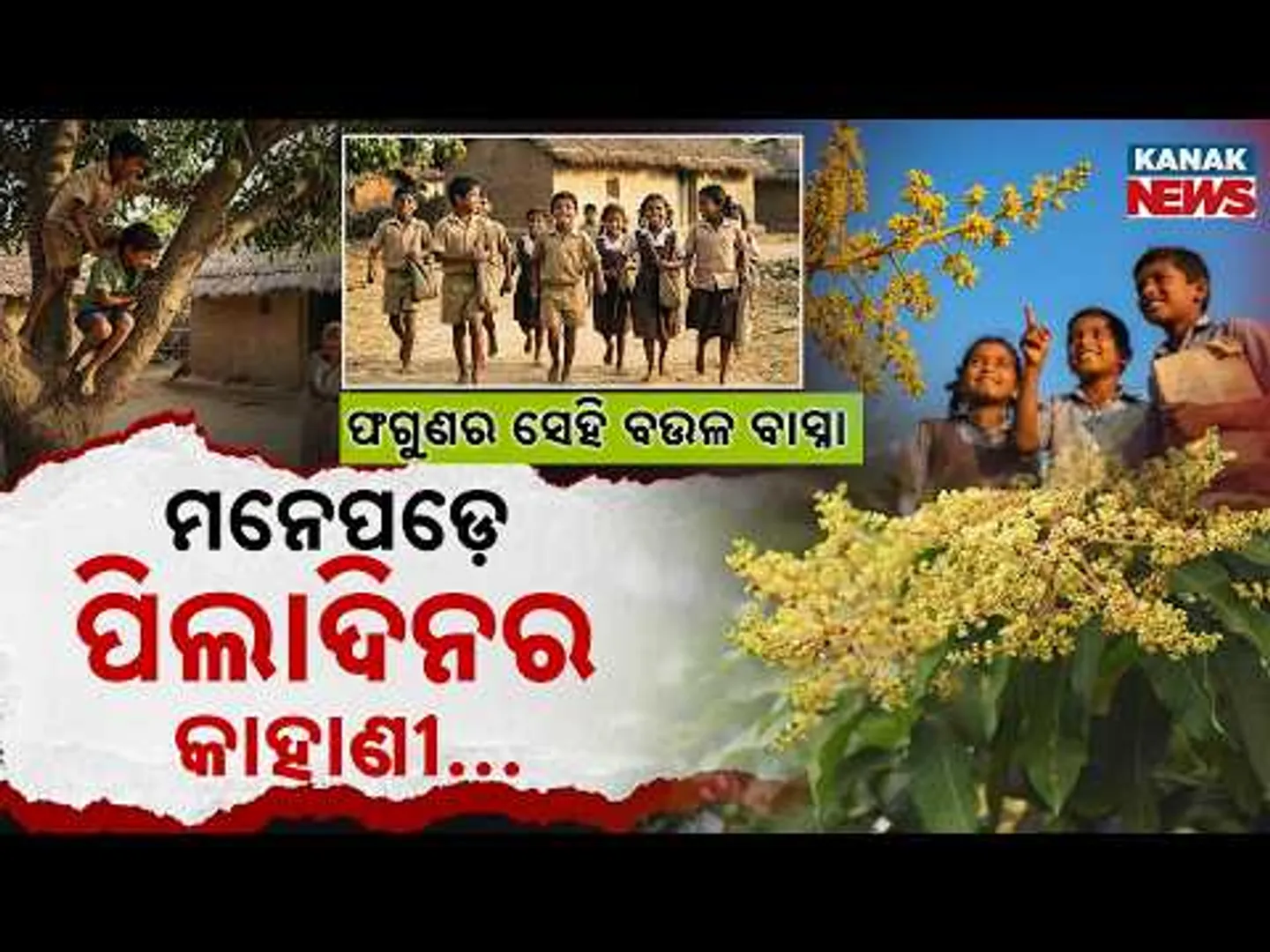 Special Report: Fragrance of Mango Blossoms & Golden Childhood Memories | A Nostalgic Journey