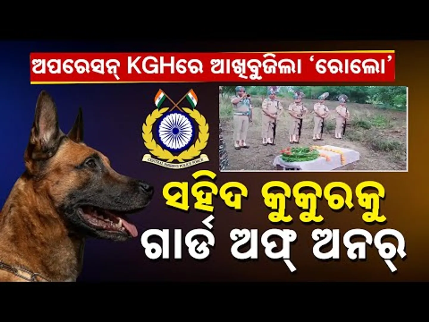 Special Report: CRPF’s Brave Dog K9 Rolo Dies After Bee Attack | A Hero Remembered