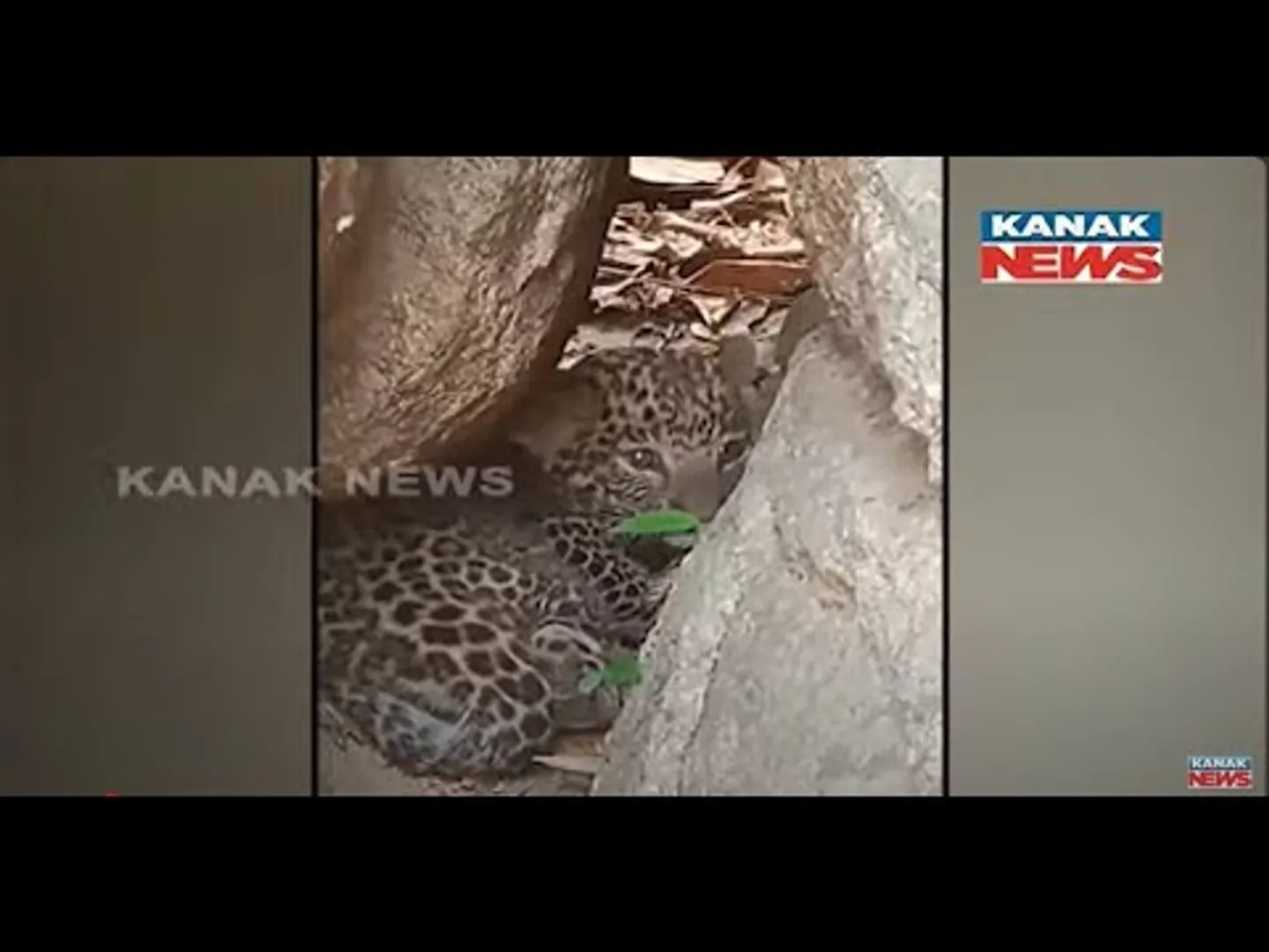 Leopard Cubs Found Near Village in Nabarangpur District