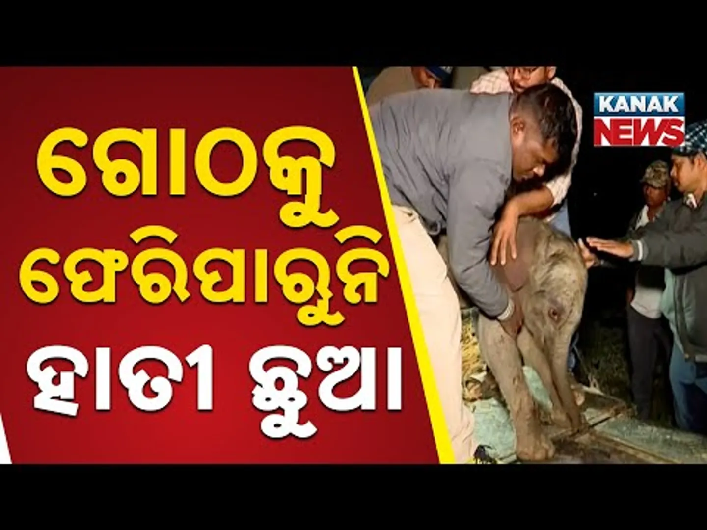 Angul Forest Staff's All-Night Effort to Reunite Separated Elephant Calf Fails