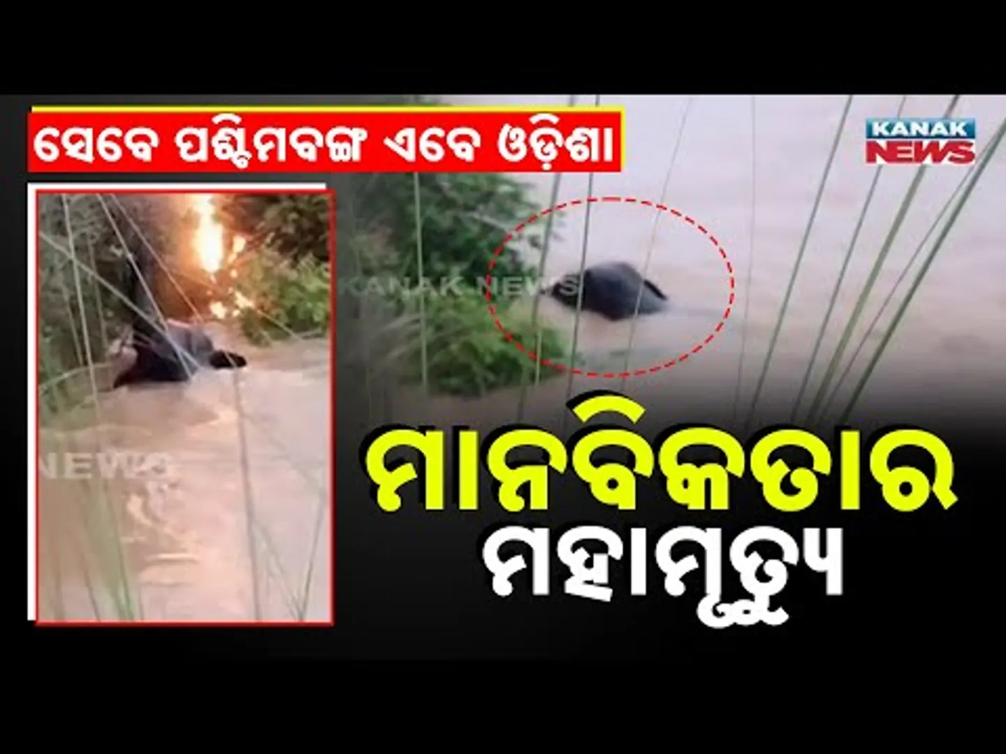Spl Rpt: Death of Humanity: Fireballs Thrown at Elephant in Odisha - Echoes of West Bengal's Tragedy