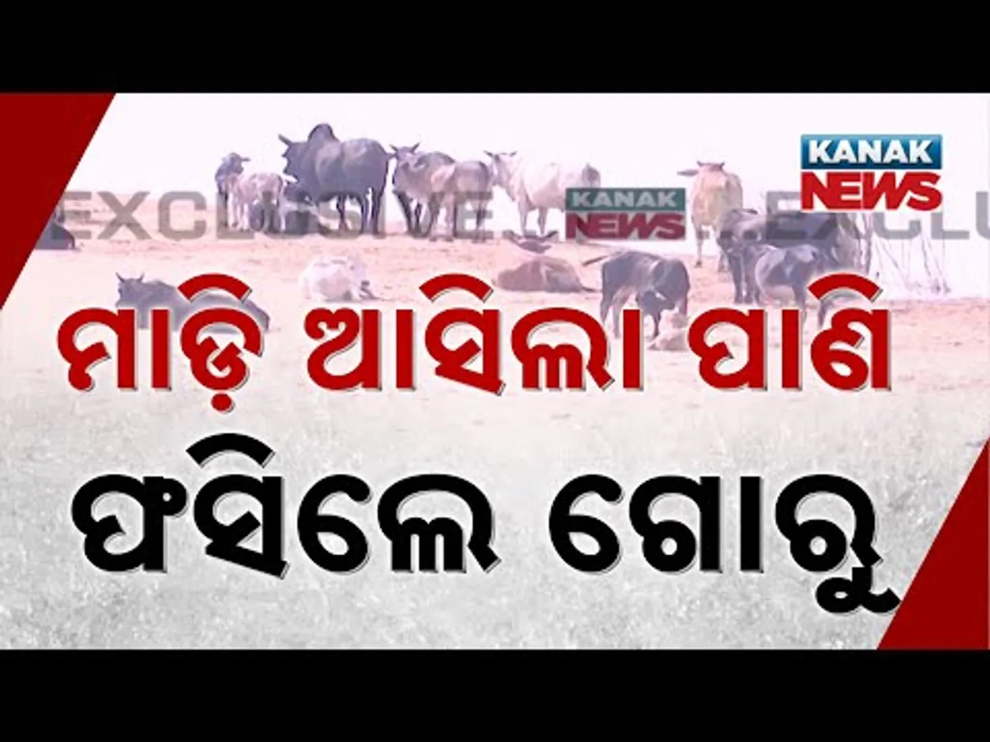 Hirakud Dam Opens 24 Gates | Water Released, Cattle Stranded | Rescue Teams Yet To Arrive