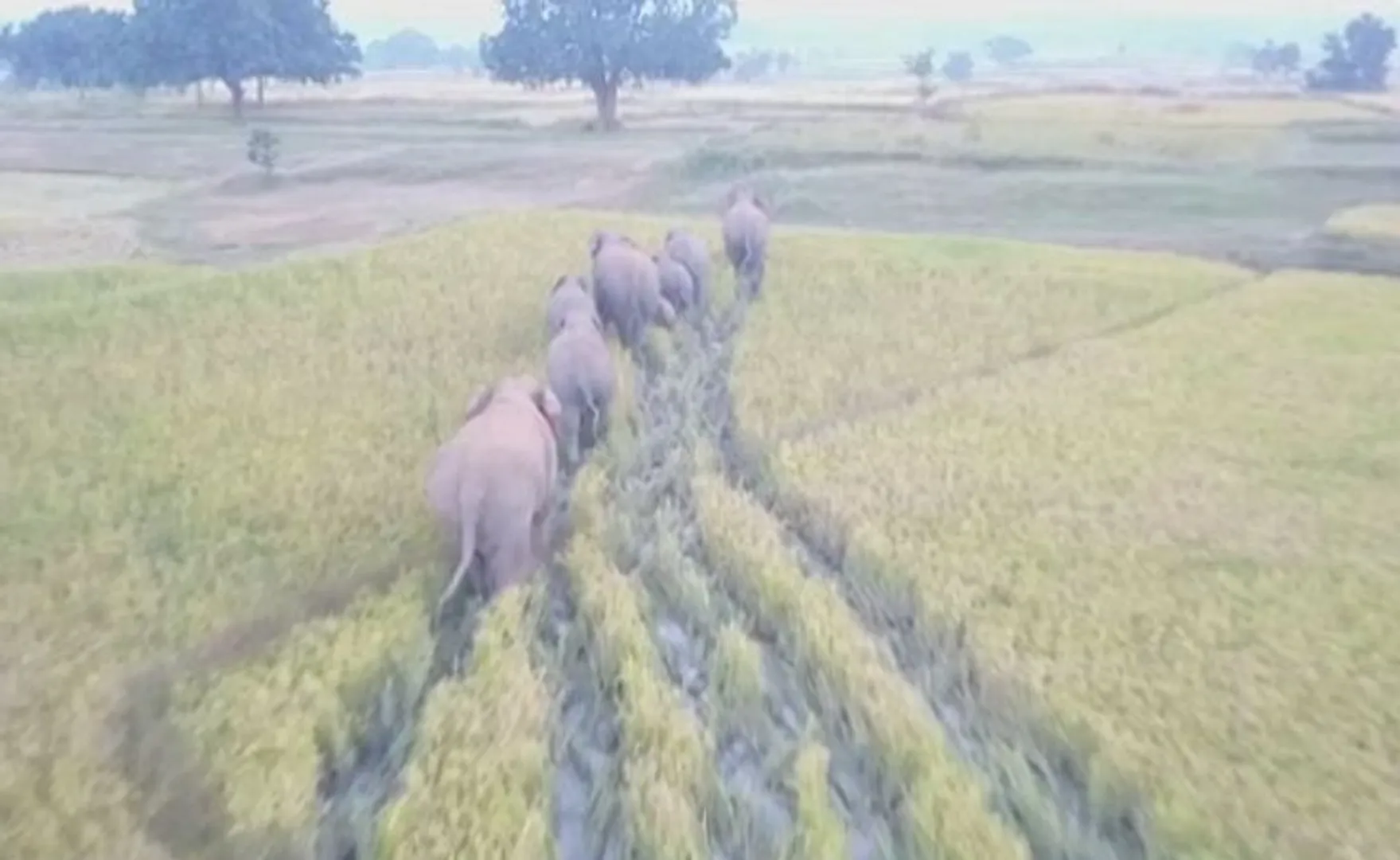 ଶକ୍ତି ବିଭାଗକୁ ହାତୀ ଚନ୍ତା ! ହାତୀଙ୍କ ଗତିବିଧି ଉପରେ ନଜର ରଖିବେ ସ୍ୱତନ୍ତ୍ର ଦଳ,ପ୍ରତି ଜିଲ୍ଲାରେ ନିଯୁକ୍ତ ହେବେ ଏସଡ଼ିଓ ପାହ୍ୟାର ଅଧିକାରୀ ।