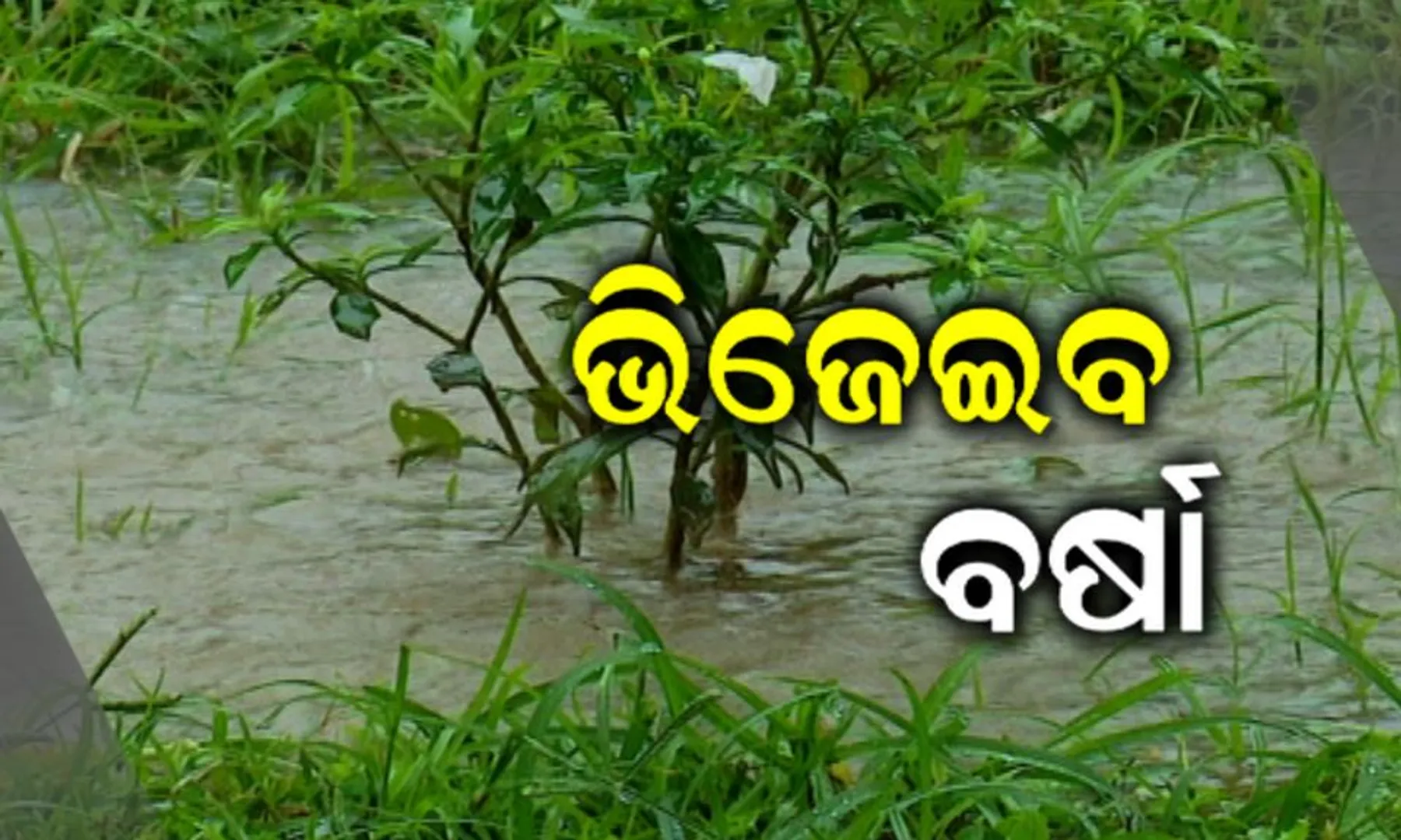 ପାର୍ବଣ ପୂର୍ବରୁ ଭିଜିବ ଓଡ଼ିଶା ! ବଙ୍ଗୋପସାଗରେ ଲଘୁଚାପ, ପାଣିପାଗ ବିଭାଗର ସୂଚନା, ୧୦ରୁ ଓଡିଶାର ବିଭିନ୍ନ ସ୍ଥାନରେ ବର୍ଷା ।