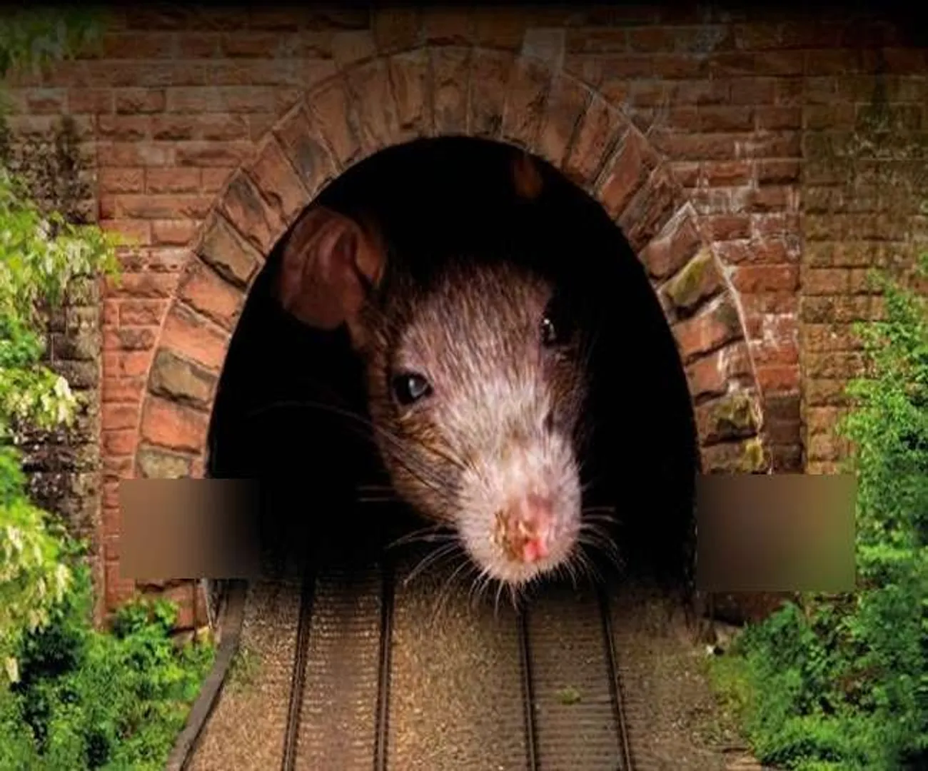 ମୂଷା ପାଇଁ ହନ୍ତସନ୍ତ ରେଳ ବିଭାଗ ! ଦେବାକୁ ପଡିବ ୨୫.୦୦୦ ଟଙ୍କାର ଜରିମାନା ।