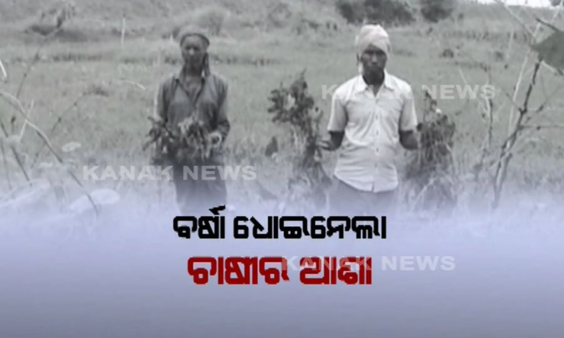 ଚାଷୀର ଭାତହାଣ୍ଡିକୁ ଉଜାଡିଦେଲା ଜୱାଦ । ହେକ୍ଟର ହେକ୍ଟର ଜମିରେ ପାଣି ଭିତରେ ପଡି ରହିଛି ପାଚିଲା ଧାନ ।