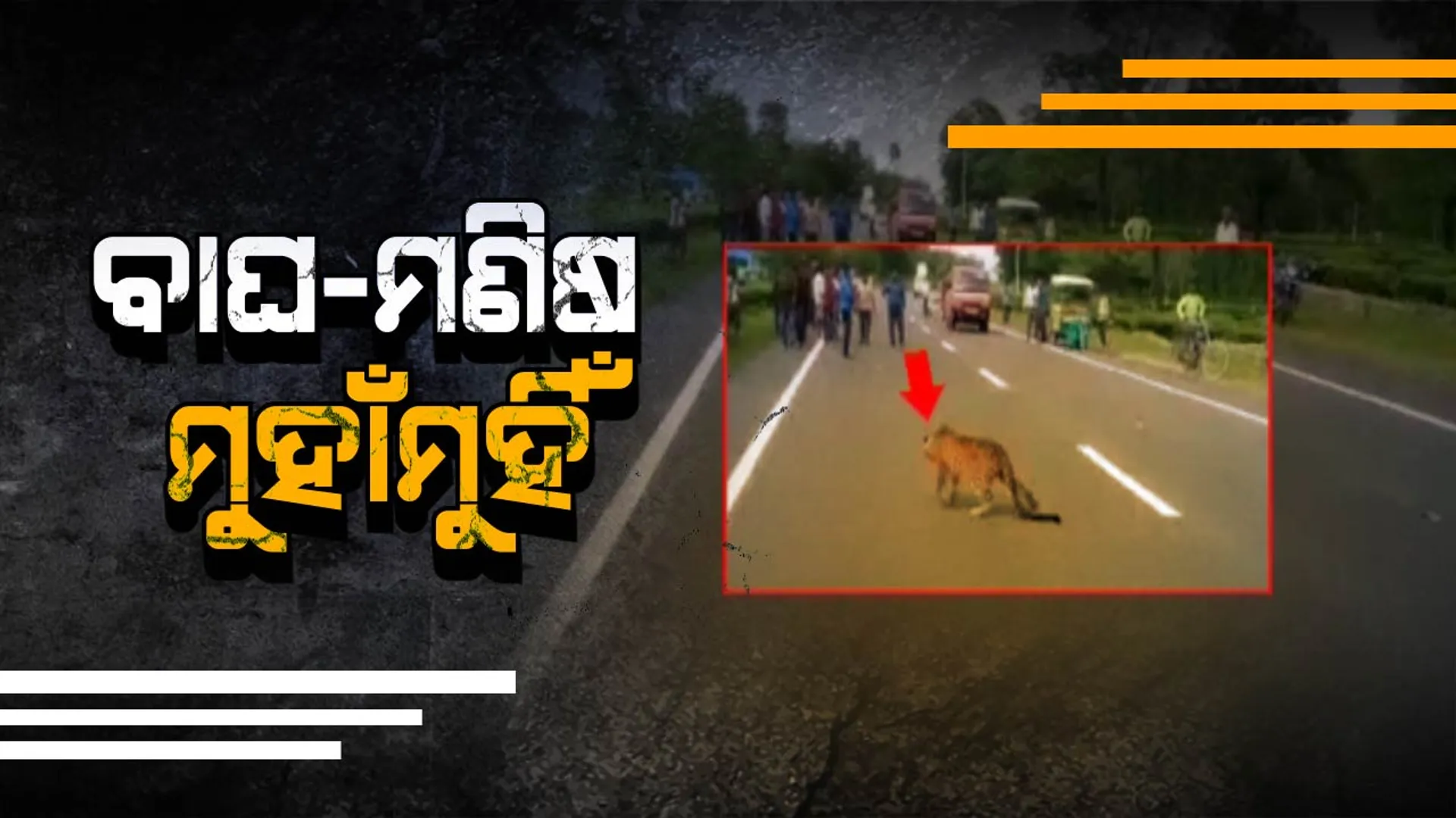 ପଶ୍ଚିମବଙ୍ଗର ବୀରପରା ଜାତୀୟ ରାଜପଥ ଉପରେ ଶୋଈରହିଲା ଆହତ ଚିତାବାଘ ! ଅଟକିରହିଲା ଶହ ଶହ ଗାଡି ।