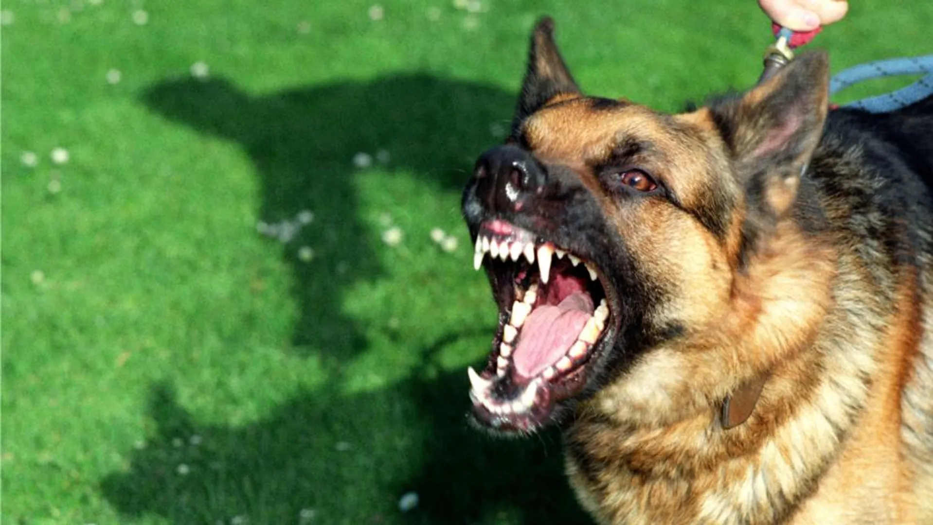 କୁକୁରକୁ କ୍ଷମା ନ ମାଗିବାରୁ ଛୁରି ଭୁଷିଦେଲେ ଦୁର୍ବୃତ ! ଛଟପଟ ହୋଇ ଗଲା ଜୀବନ ।