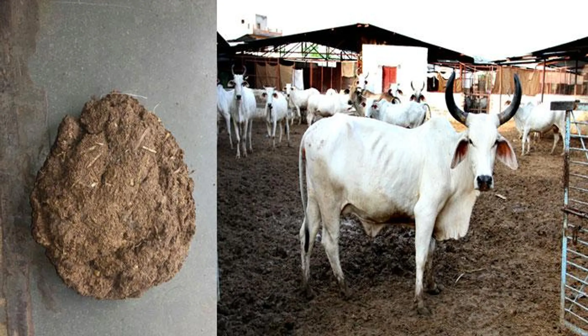 ଅଲୋଡା ନୁହେଁ ଗୋବର ! ଏବେ ଗୋପାଳକ ଟନ୍ ଟନ୍ ଗୋବର ବିକ୍ରି କରି କମାଇପାରିବେ ଏତେ ଟଙ୍କା ।