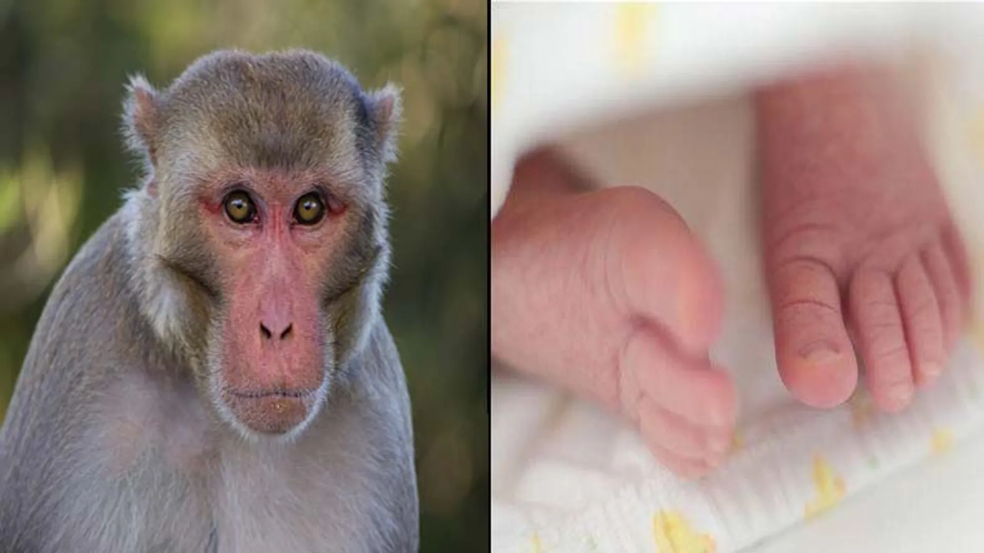 ୧୨ ଦିନର ଶିଶୁକୁ ମା’କୋଳରୁ ଝାମ୍ପି ନେଲା ମାଙ୍କଡ ! କ୍ଷଣକ ସମୟରେ ଘଟିଗଲା ହୃଦୟବିଦାରକ ଘଟଣା ।